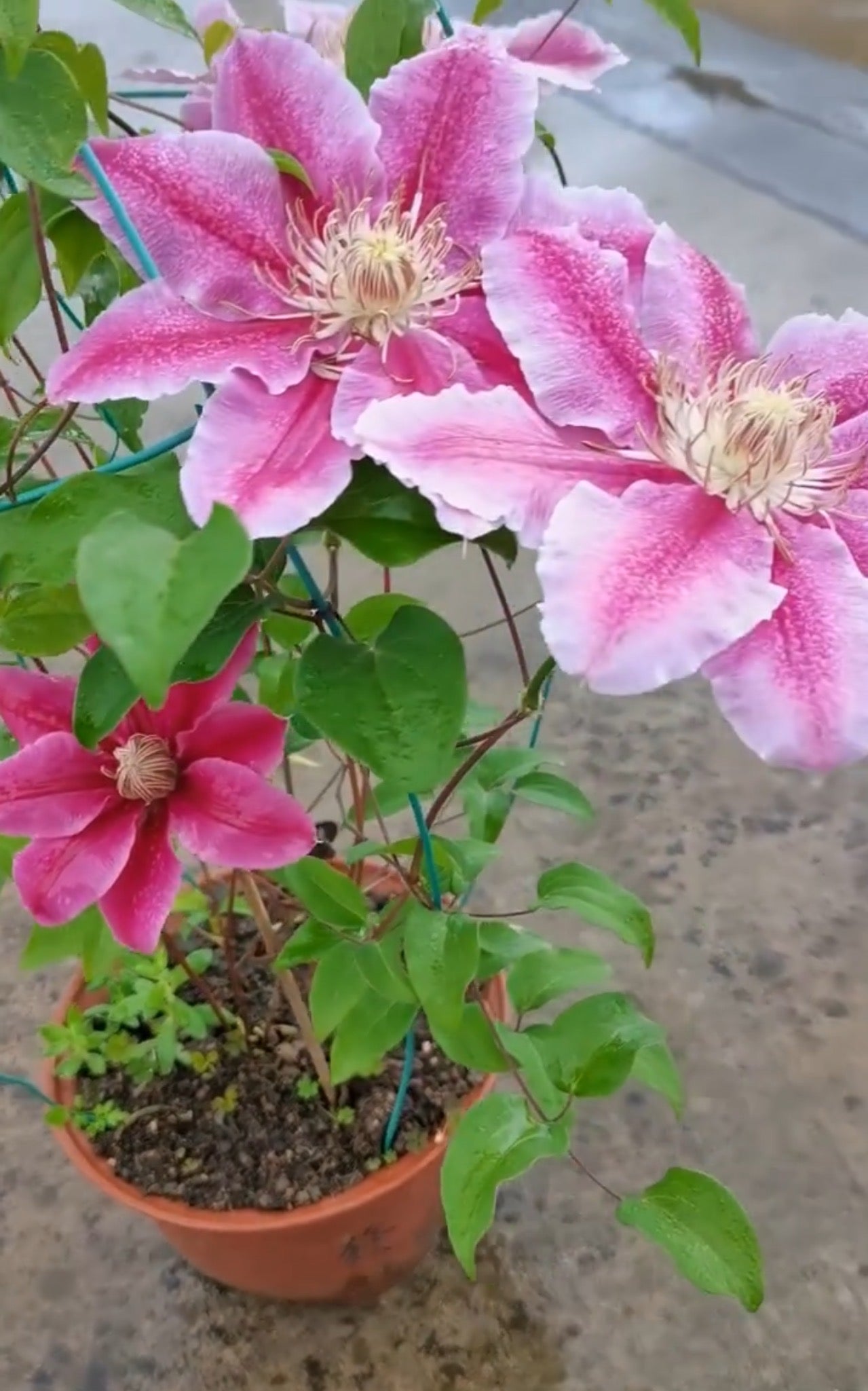 Rare Clematis【Nishiki｜錦】- Live Plant｜锦｜Bi-color: starts pale pink, deepens to purple-pink