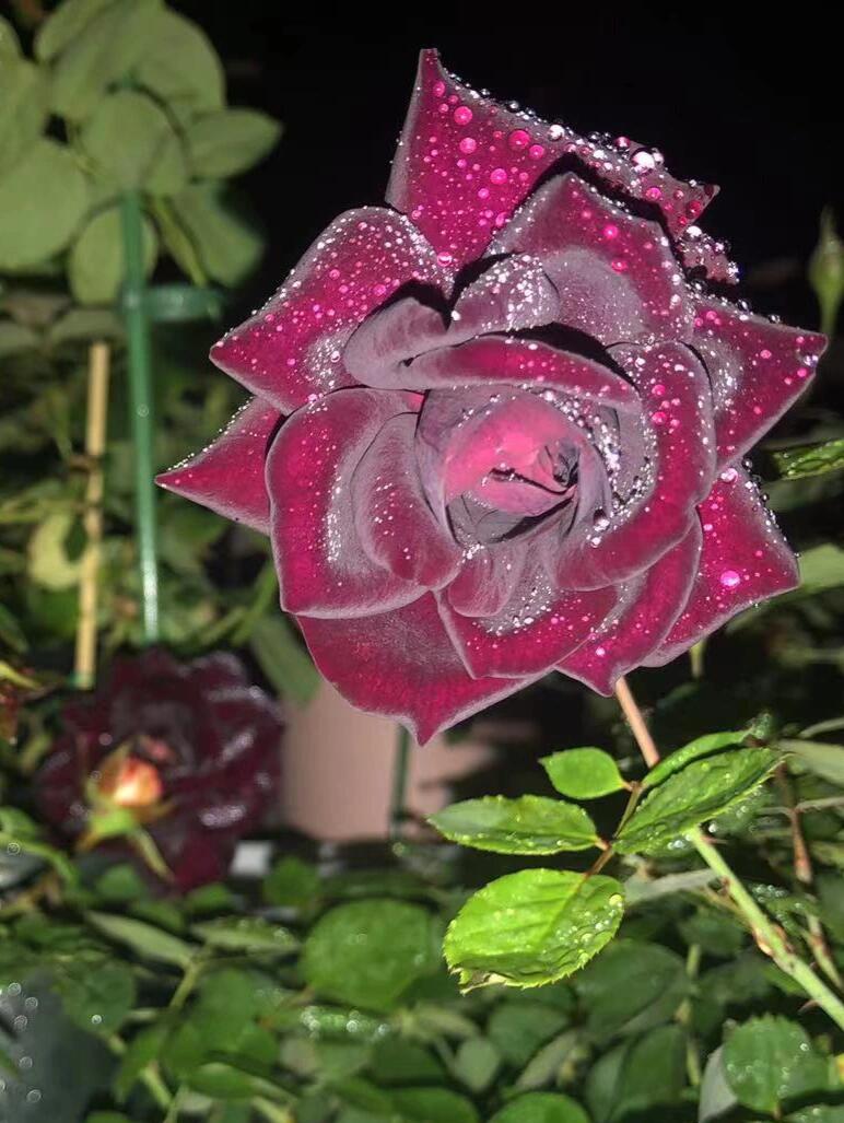 Rose【Louis XIV｜ルイ14世】-OwnRoot LivePlant｜路易十四| Classic Vintage Black Velvet Rose｜Strong Fragrance| Cut Flower| Retro Fuchsia| Balcony