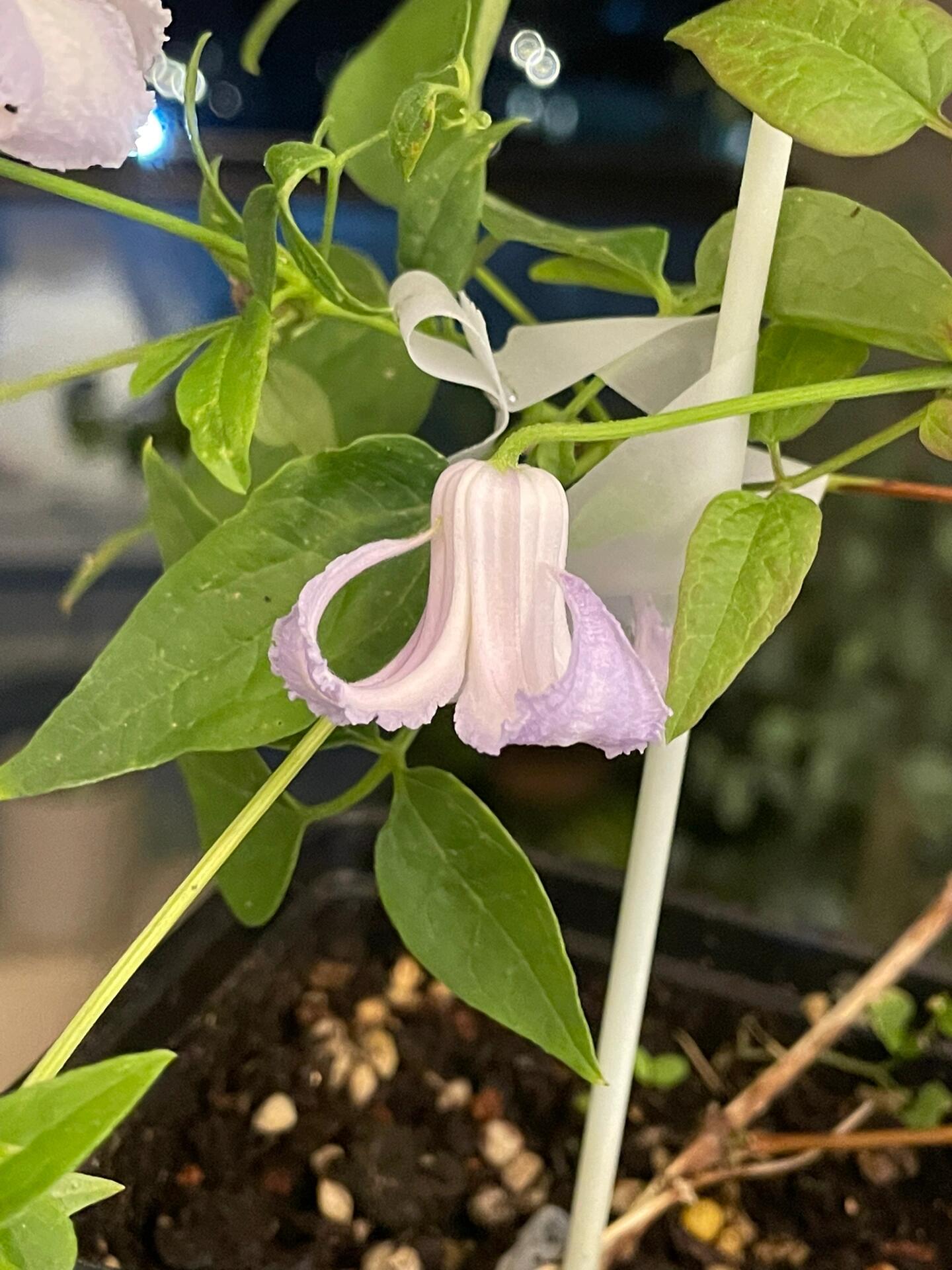 Blue Octopus Clematis【クリスパ・エンジェル| Crispa Angel】-LivePlant｜克里斯帕天使｜Bell-shaped｜Clematis florida var. sieboldiana｜タコクレマチス