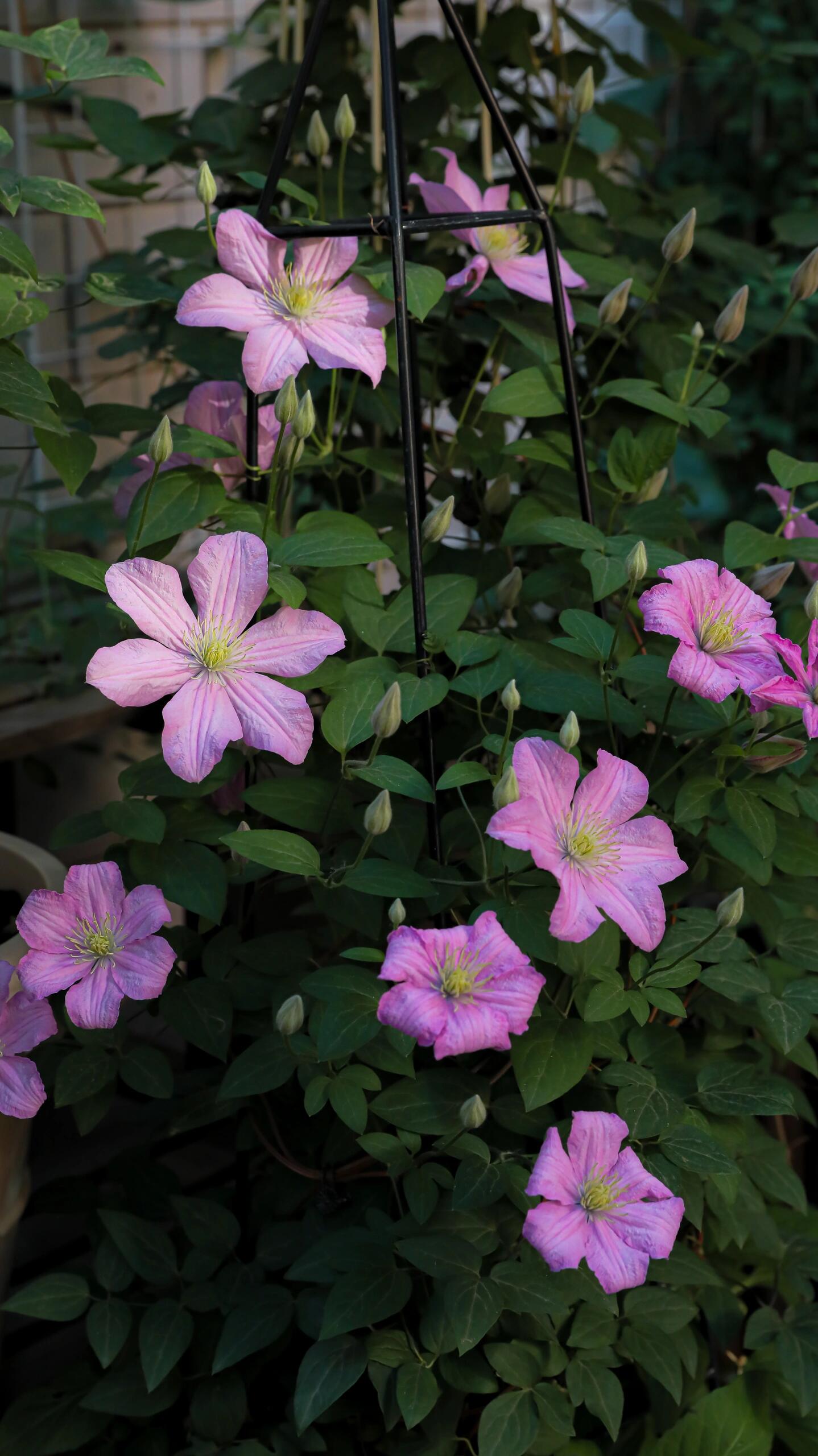 Clematis【Comtesse de Bouchaud】- LivePlant｜包查德 女侯爵｜Cute Flower