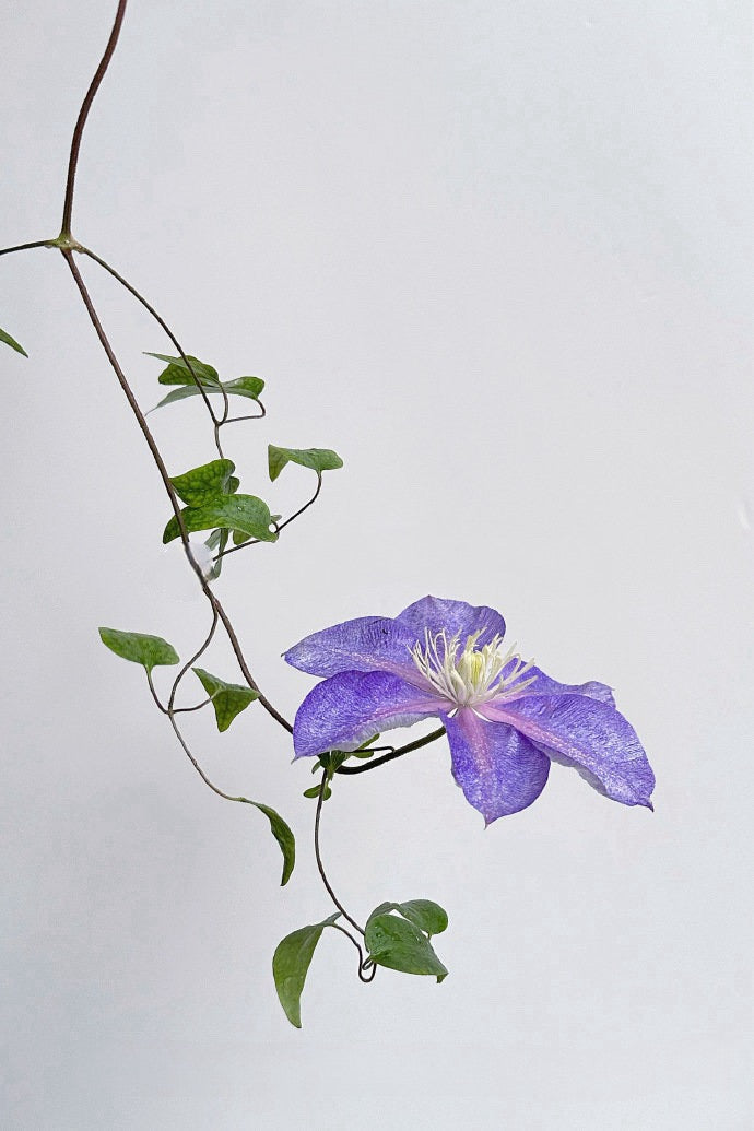 Clematis【Chameleon】- LivePlant｜变色龙｜Sandblasted Flowers