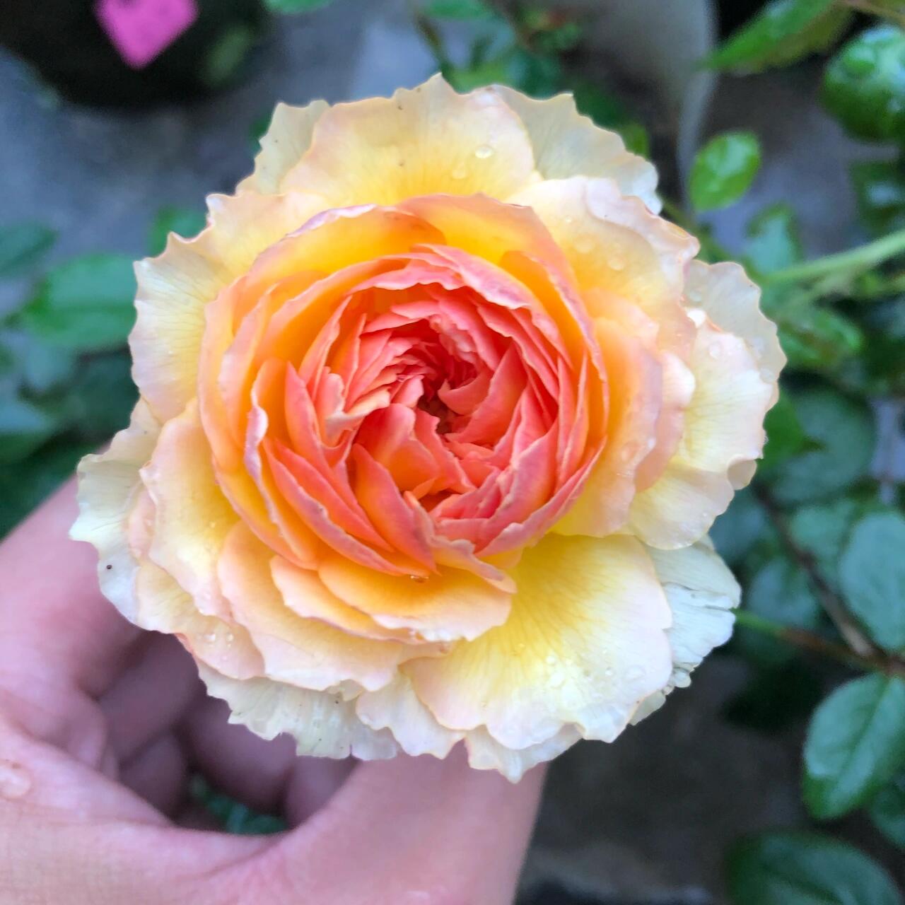 Rose【Kagelou| カゲロウ】- Japanese 2020 New varieties| 阳炎/蜉蝣| Fruity Fragrance| Discoloration| Ruffled bloom| Especially| Floribunda| Redolent|  HeatResistant