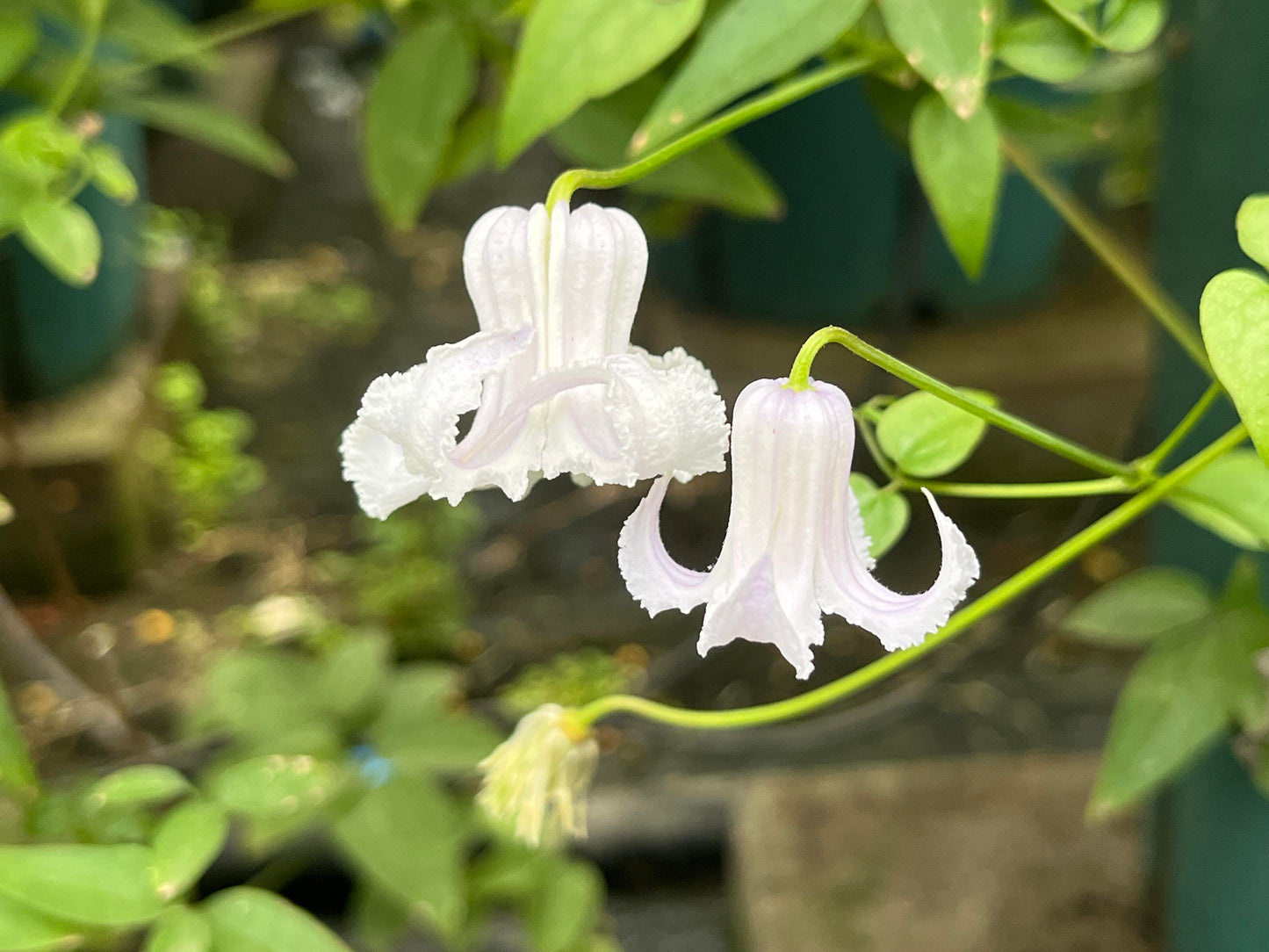 Blue Octopus Clematis【クリスパ・エンジェル| Crispa Angel】-LivePlant｜克里斯帕天使｜Bell-shaped｜Clematis florida var. sieboldiana｜タコクレマチス