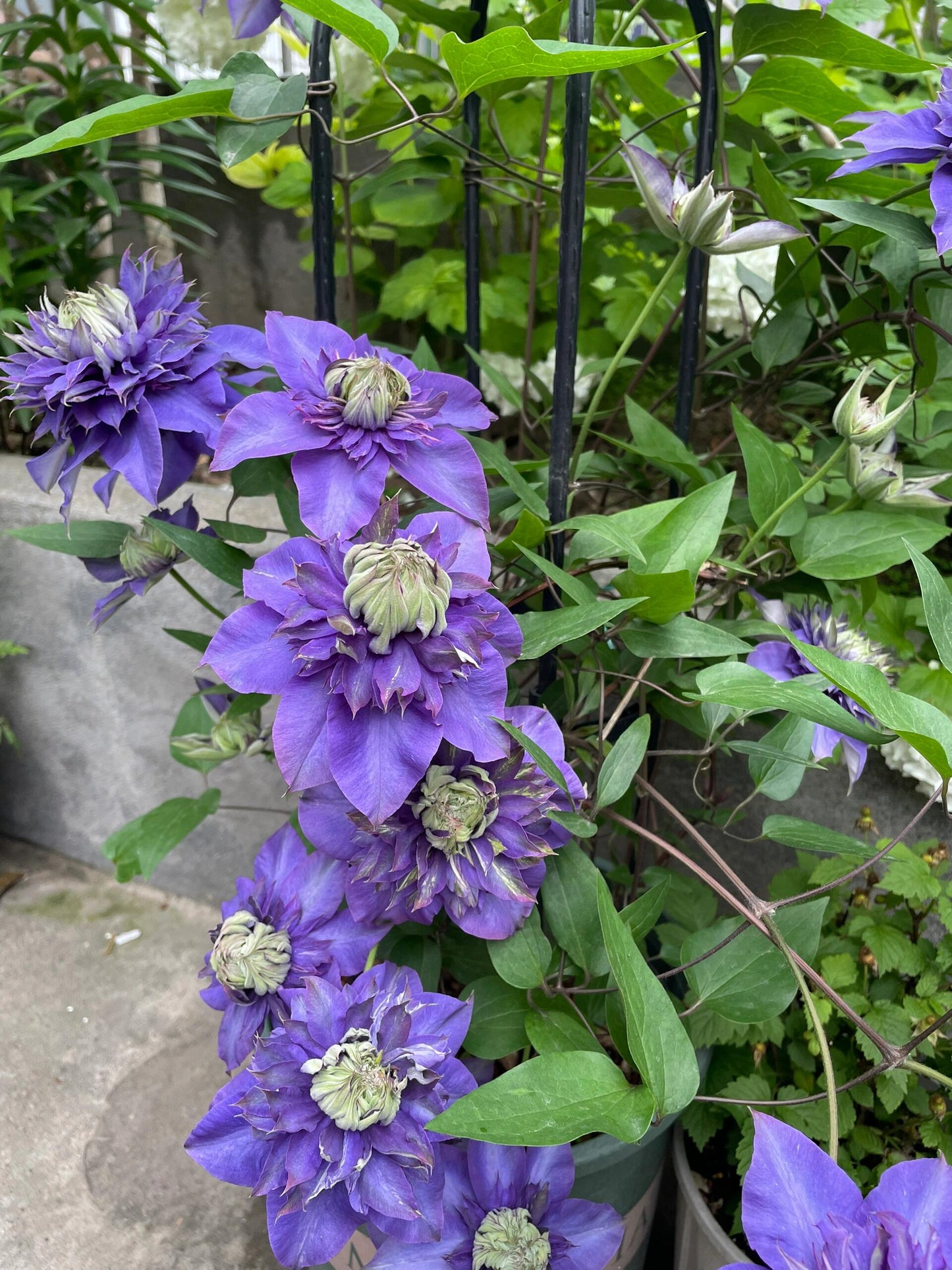 Clematis【Suisei Nigou｜スイセイ２号】- 9P LivePlant｜Japanese Rare Clematis｜水星二号｜彗星二号