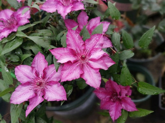 Dwarf Clematis【Luiza｜ルイーザ】-LivePlant｜路易莎｜Patio Clematis Large Flower| Tudor Patio| Easy to Grow| Fast Growth| Long Blooming Period| balcony-friendl