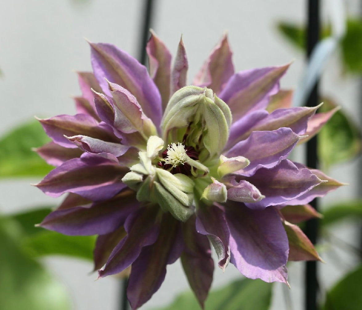 Clematis【Matsuri Daiko｜祭り太鼓】- LivePlant｜花太鼓｜Bluish-purple double blooms