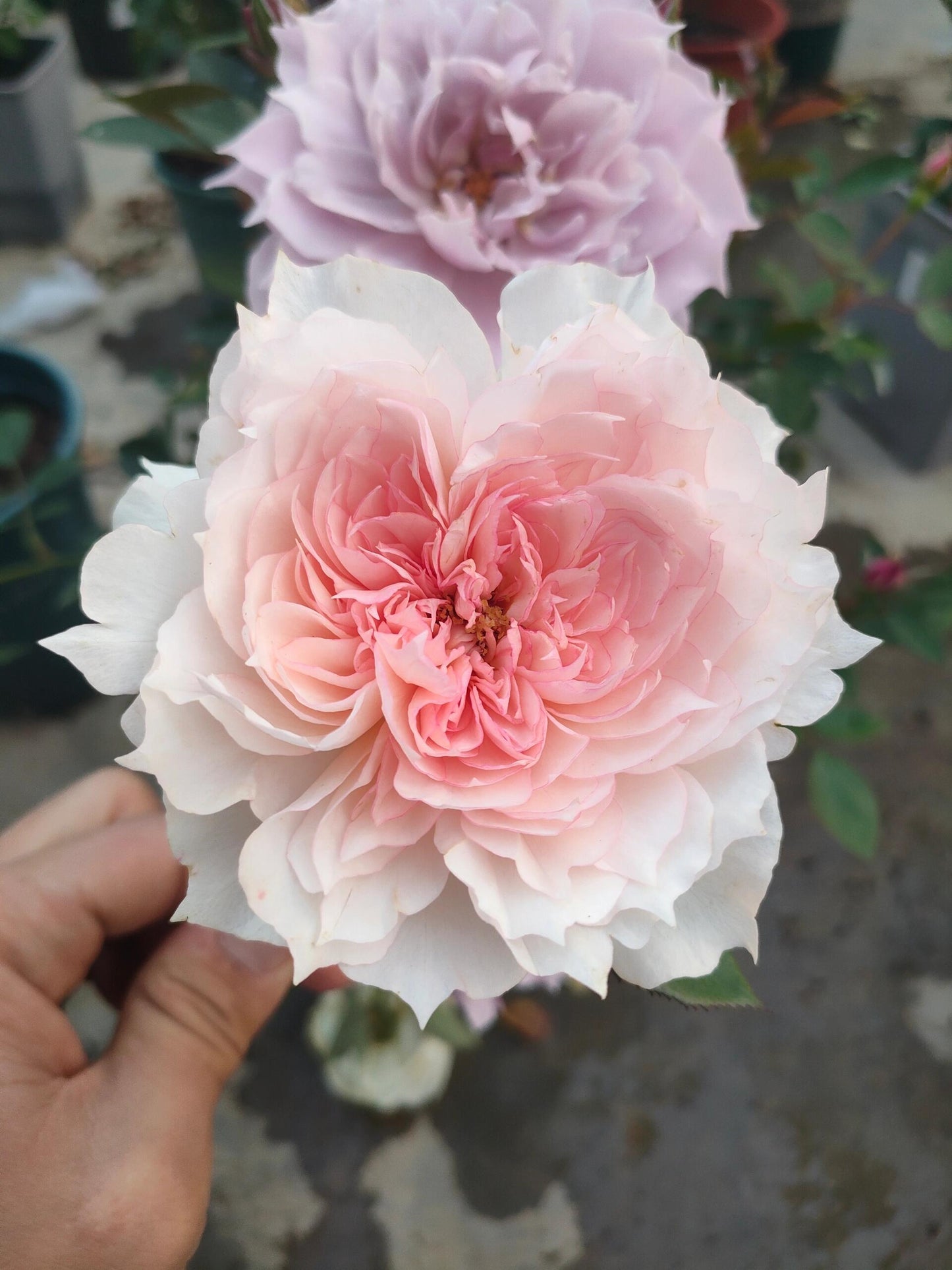 Rose【Monique Darve】1.5 Gal OwnRoot | Strong Disease Resistance| Strong Upright Flowers| Long flowering period| Bloom Repeatedly|莫妮卡戴维