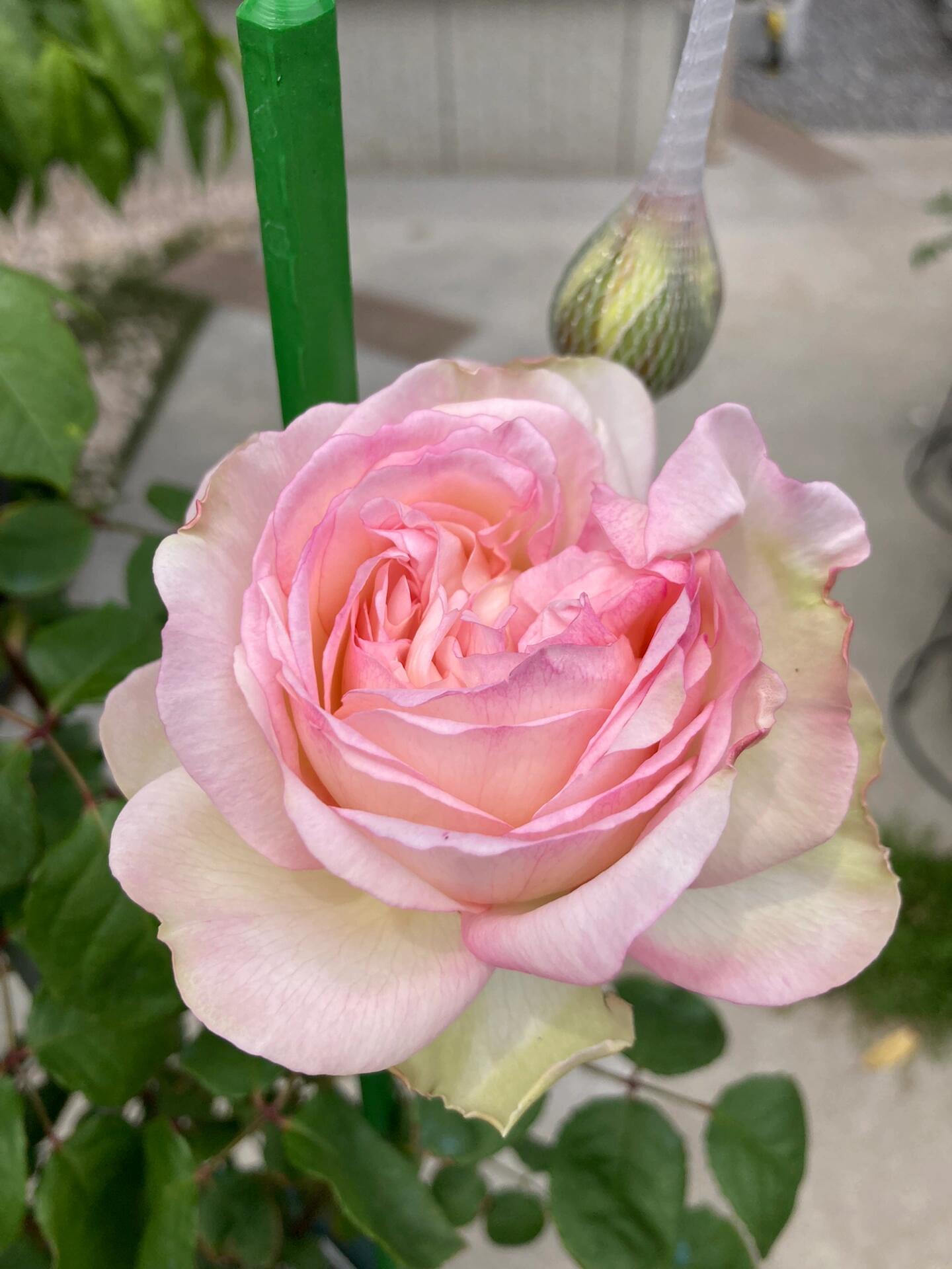 Rose【Avekutowa｜アヴェークトワ】- 1 Gal Live Plant｜与你同在｜New Variety 2020｜Colorful Blooms