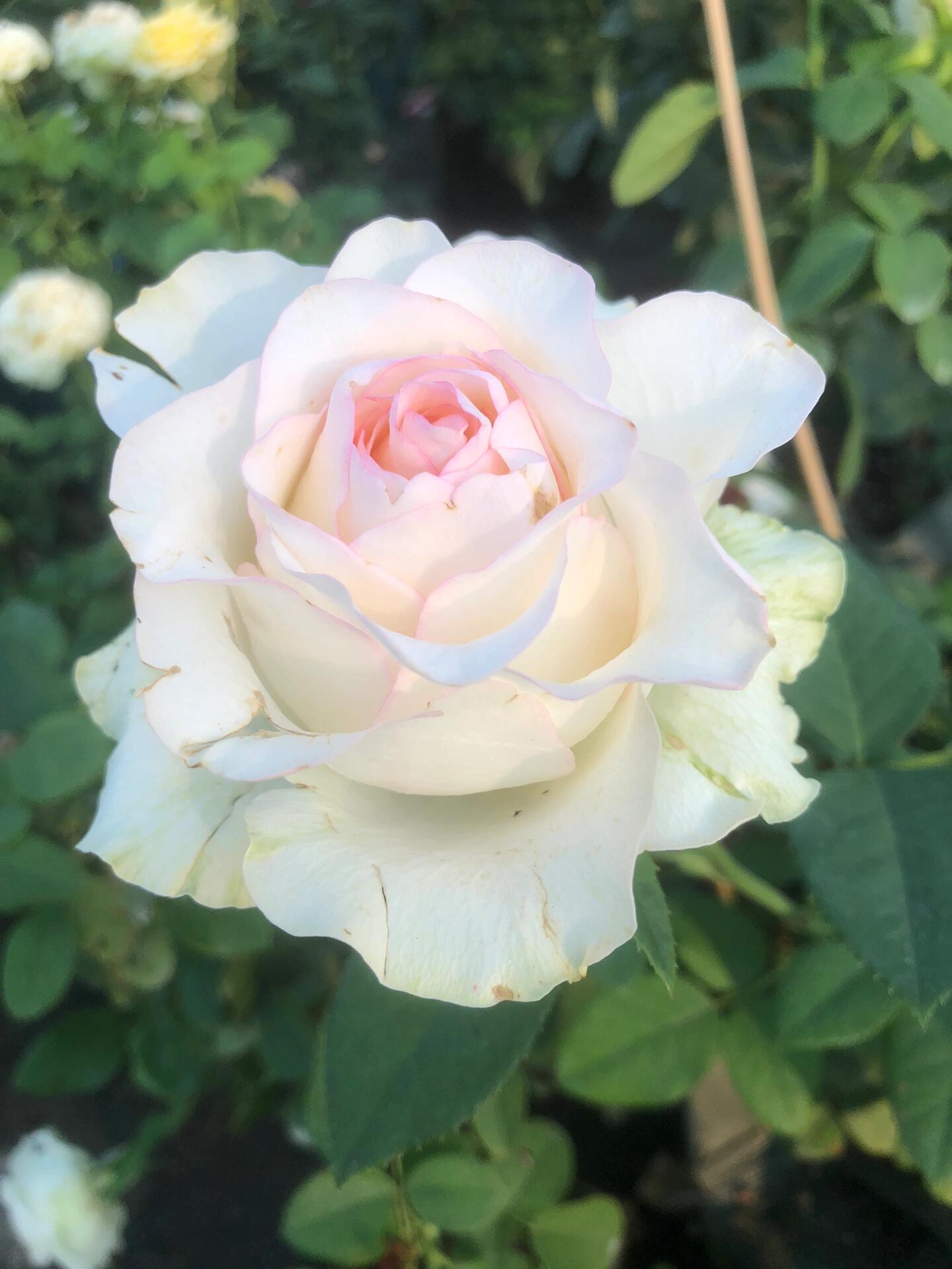 Rose【White Jumilia】- 1.5 Gal OwnRoot Live Plant｜白艾莎｜Sport varieties of the Jumilia rose｜Perfect New variety