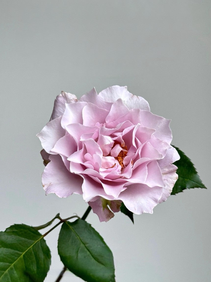 Rose【C'estMignon｜セミニョン】-2Gal OwnRoot LivePlant｜小乖乖 ｜Junko Kawamoto｜Grayish purple｜Strong scent｜可爱精灵