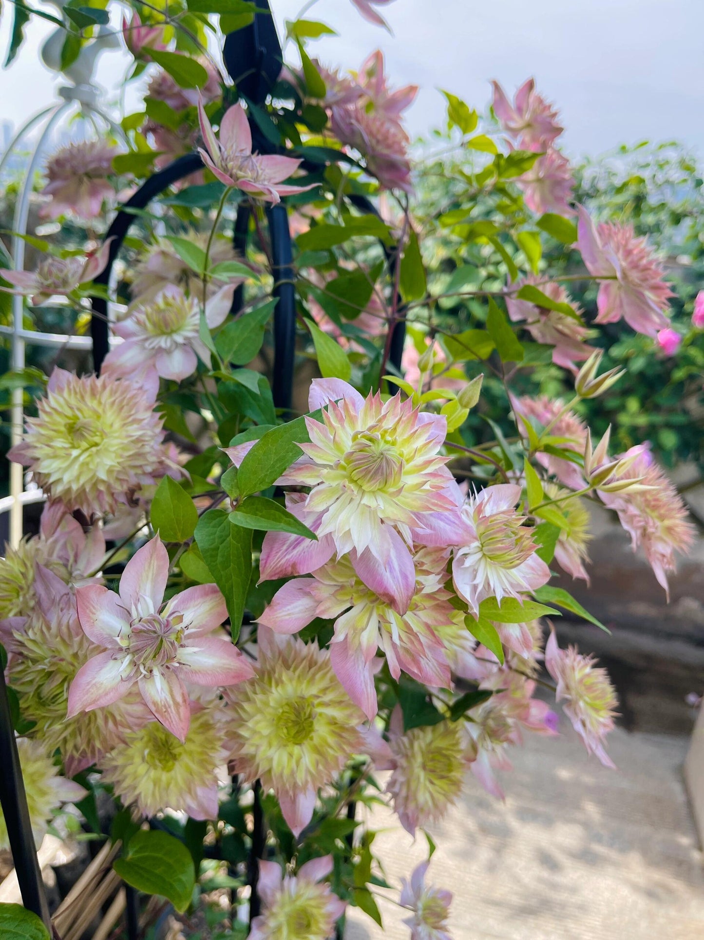 Clematis 【Shamshe】- 9P LivePlant| Double-flowered| Cold Hardy| 昼天使| 桃万重| Heat Resistant