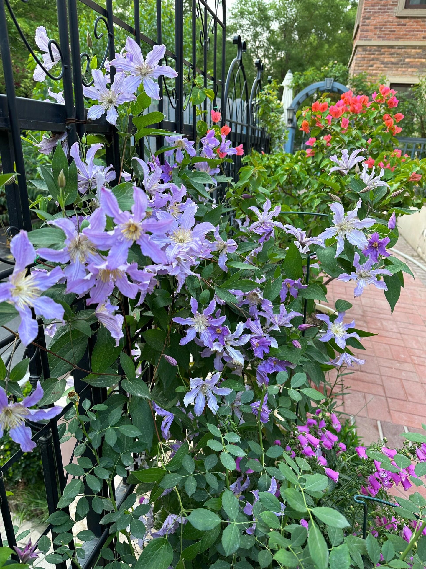 Rare Clematis【East River】-LivePlant｜东方河流Large Star Bloom