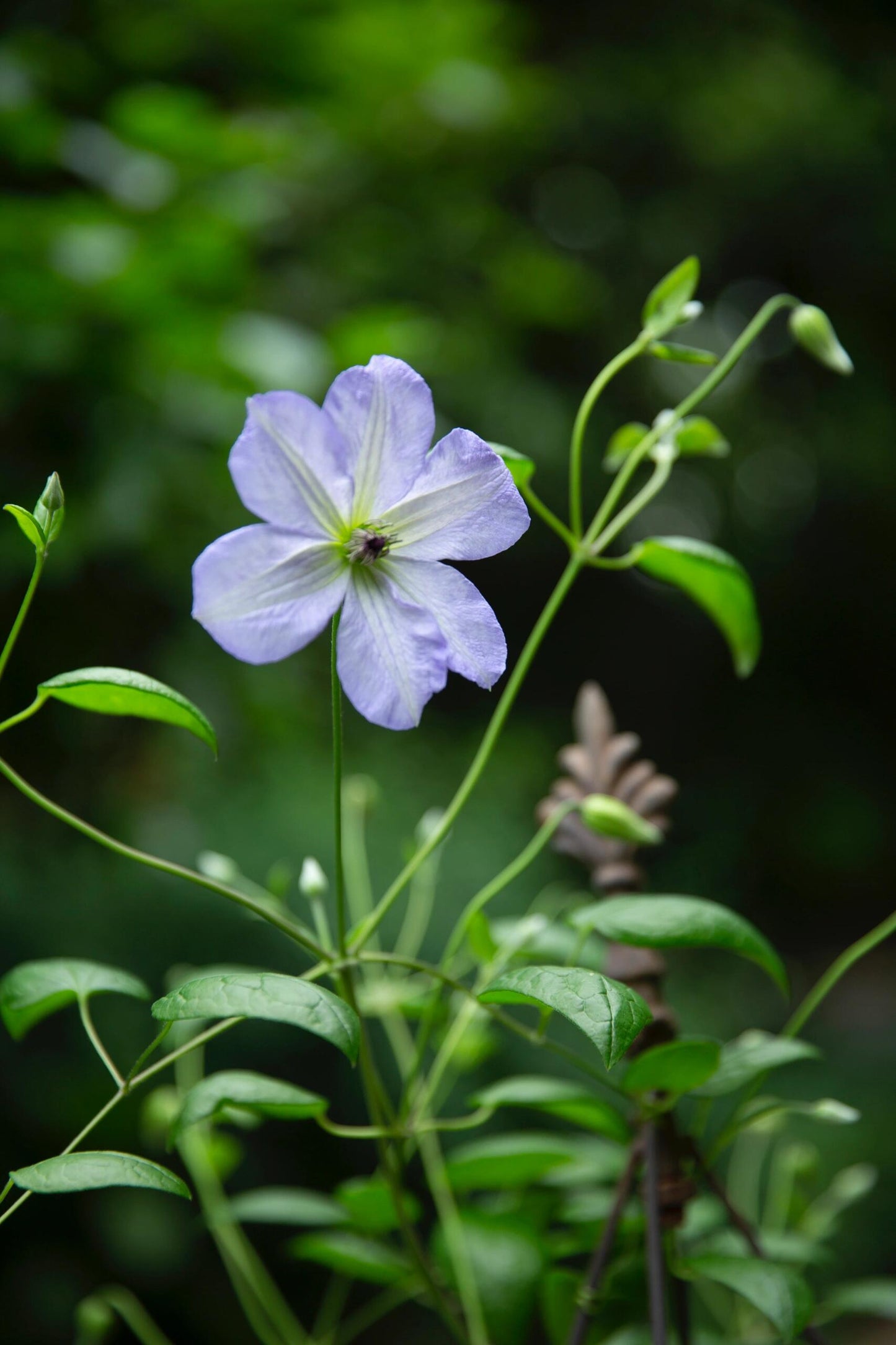 Clematis【Sea Breeze】- Live plant with flower buds｜海风｜Blue Clematis