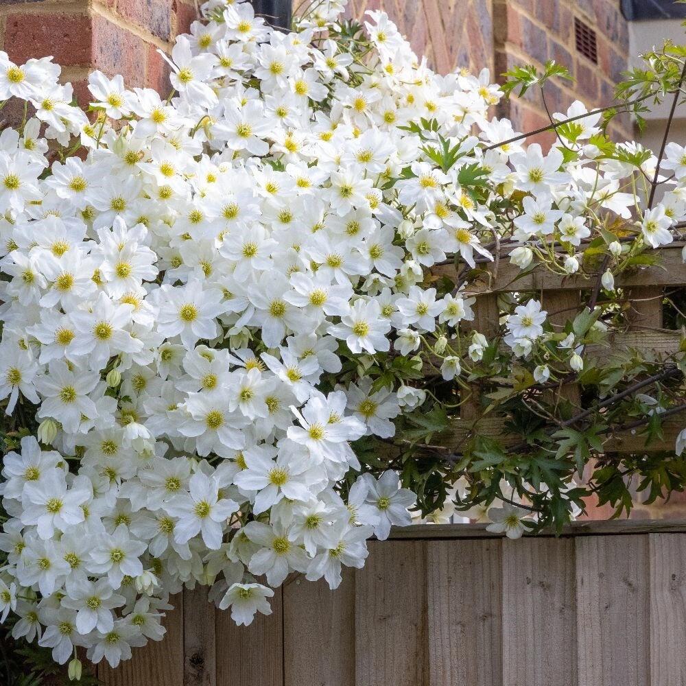 Clematis【Avalanche】-LivePlant｜雪崩｜Popular White Clematis