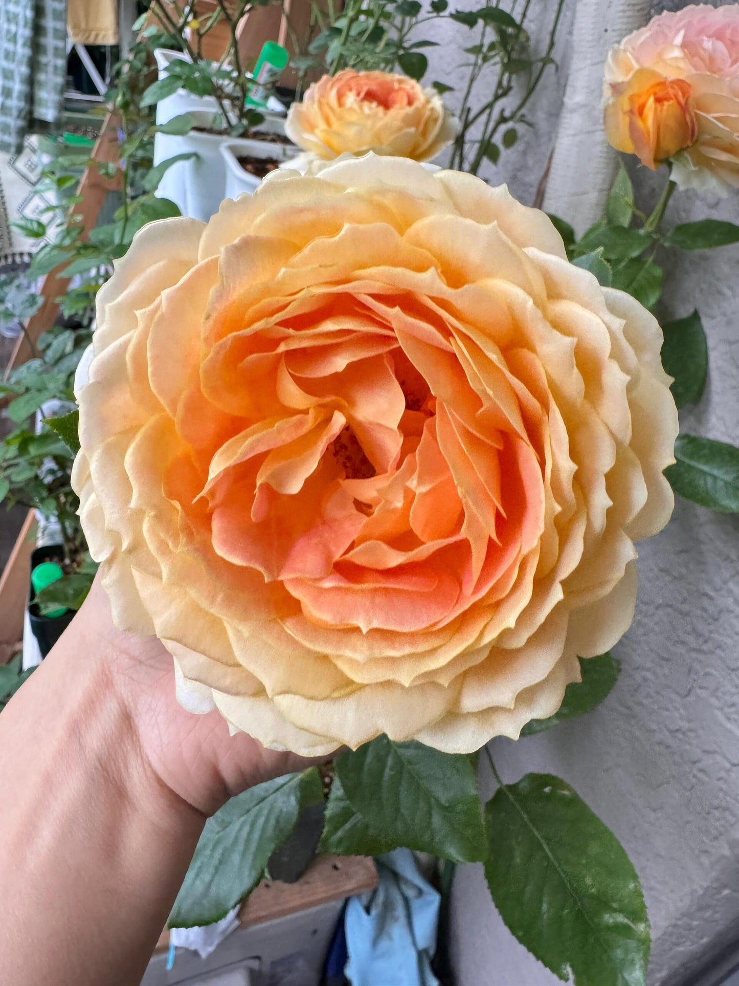 Rose【Caramel Antike】-OwnRoot LivePlant｜Large Bloom｜焦糖古董| Heat Resistant| Flawless| Less Thorns| Floribunda| Redolent| Sunshine Rose