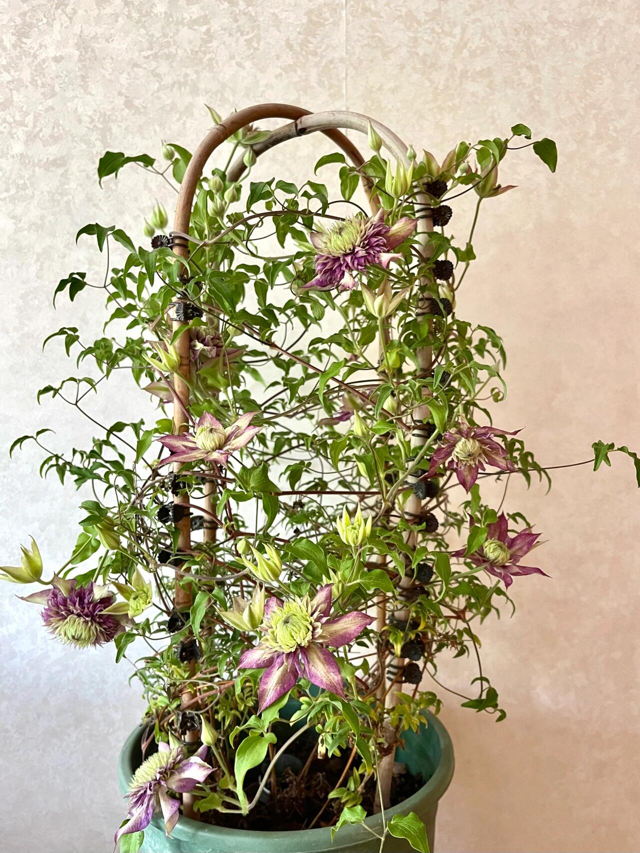 Clematis 【Shishimaru | ししまる】-10P 紫子丸| Heat Resistant| Good Winter Hardiness | Rarities  Japanese Collection|