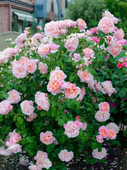 Climbing Rose【Dames de Chenonceau】- 1.5 Gal OwnRoot LivePlant｜舍农索城堡的女人｜ Large Bloom｜