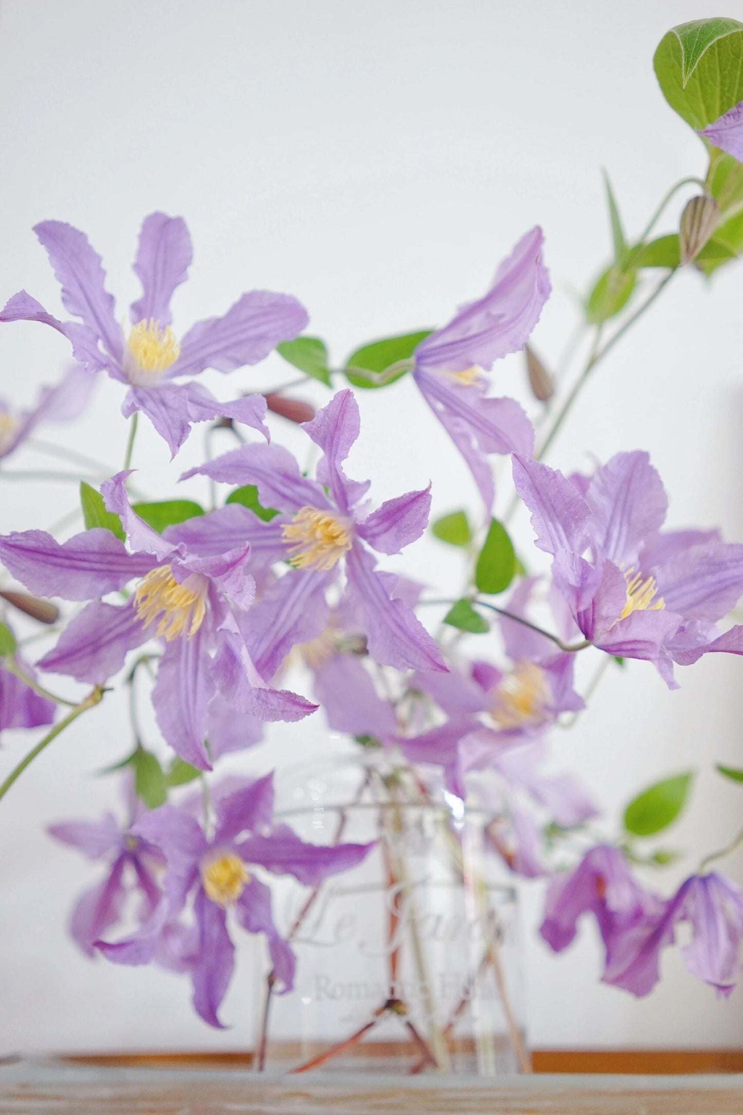 Rare Clematis【East River】-LivePlant｜东方河流Large Star Bloom