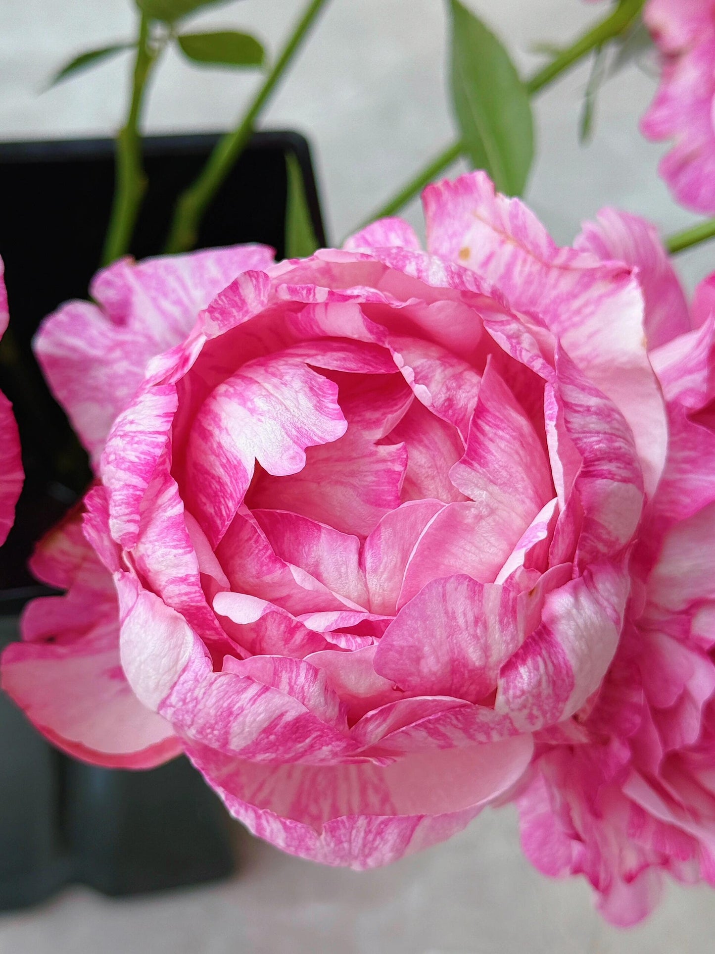 Rose【Yves Splash｜Charlotte| イヴスプラッシュ】- 2Gal Grafted-LivePlant| Rare Japanese Perfumed Rose| 伊芙飞溅| Award-winning| Stripes Yves| Peony Bloom