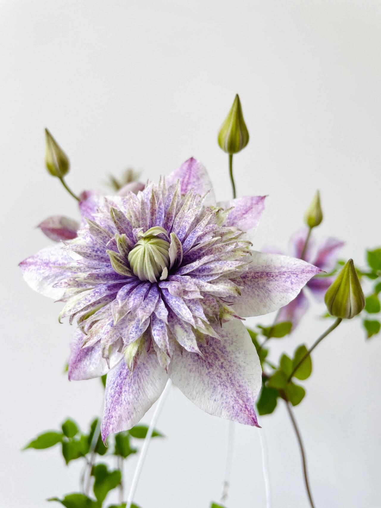 Clematis【 Minamonoyousei | みなもようせい| 水面の妖精】- 10P LivePlant| Japanese Clematis | Double-flowered| Cold Hardy| Koi| 水面妖精