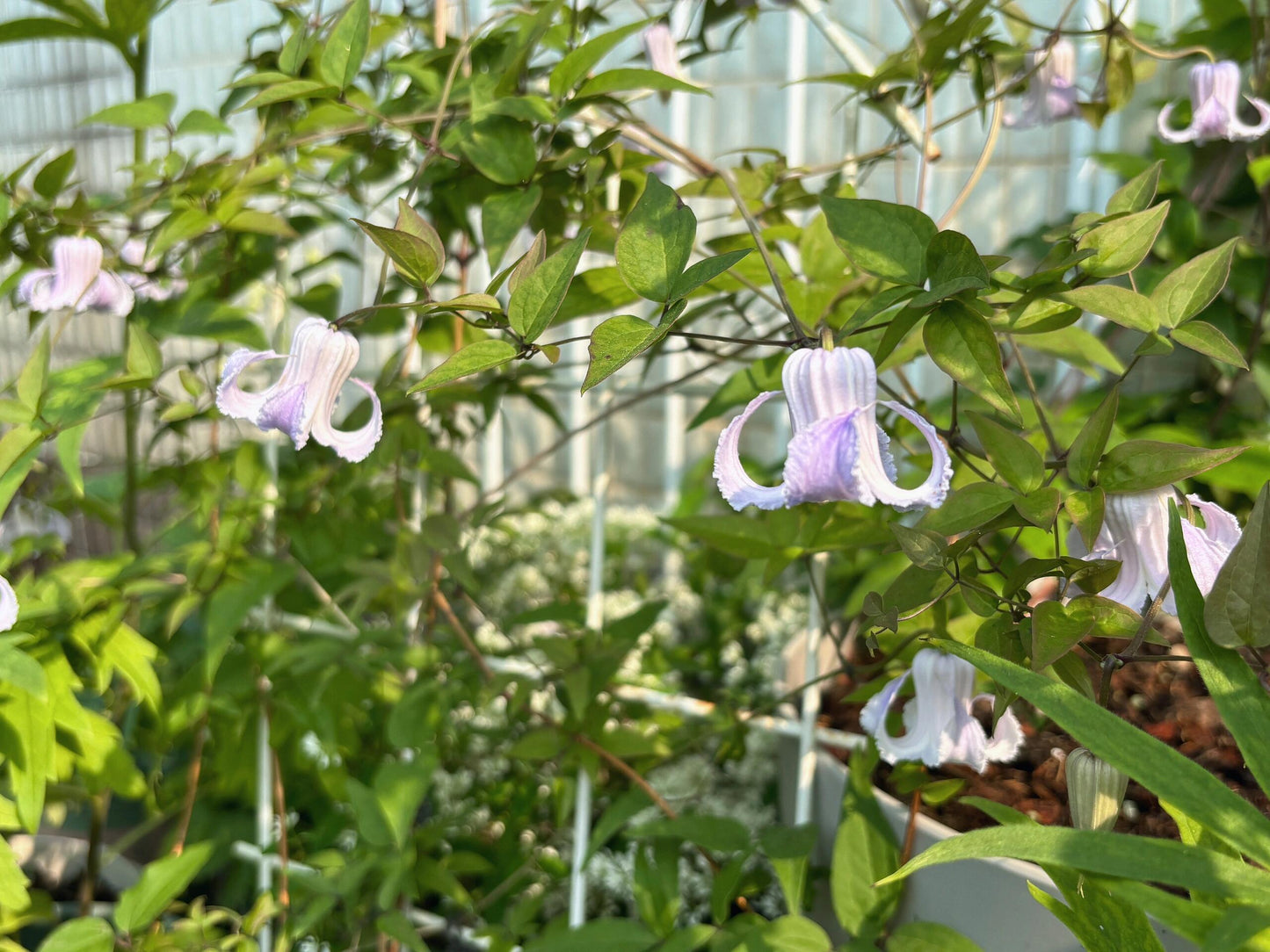 Blue Octopus Clematis【クリスパ・エンジェル| Crispa Angel】-LivePlant｜克里斯帕天使｜Bell-shaped｜Clematis florida var. sieboldiana｜タコクレマチス