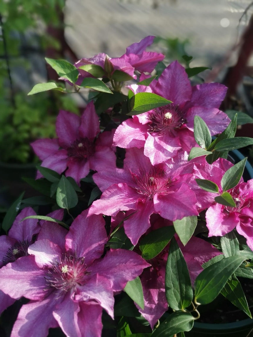 Dwarf Clematis【Luiza｜ルイーザ】-LivePlant｜路易莎｜Patio Clematis Large Flower| Tudor Patio| Easy to Grow| Fast Growth| Long Blooming Period| balcony-friendl