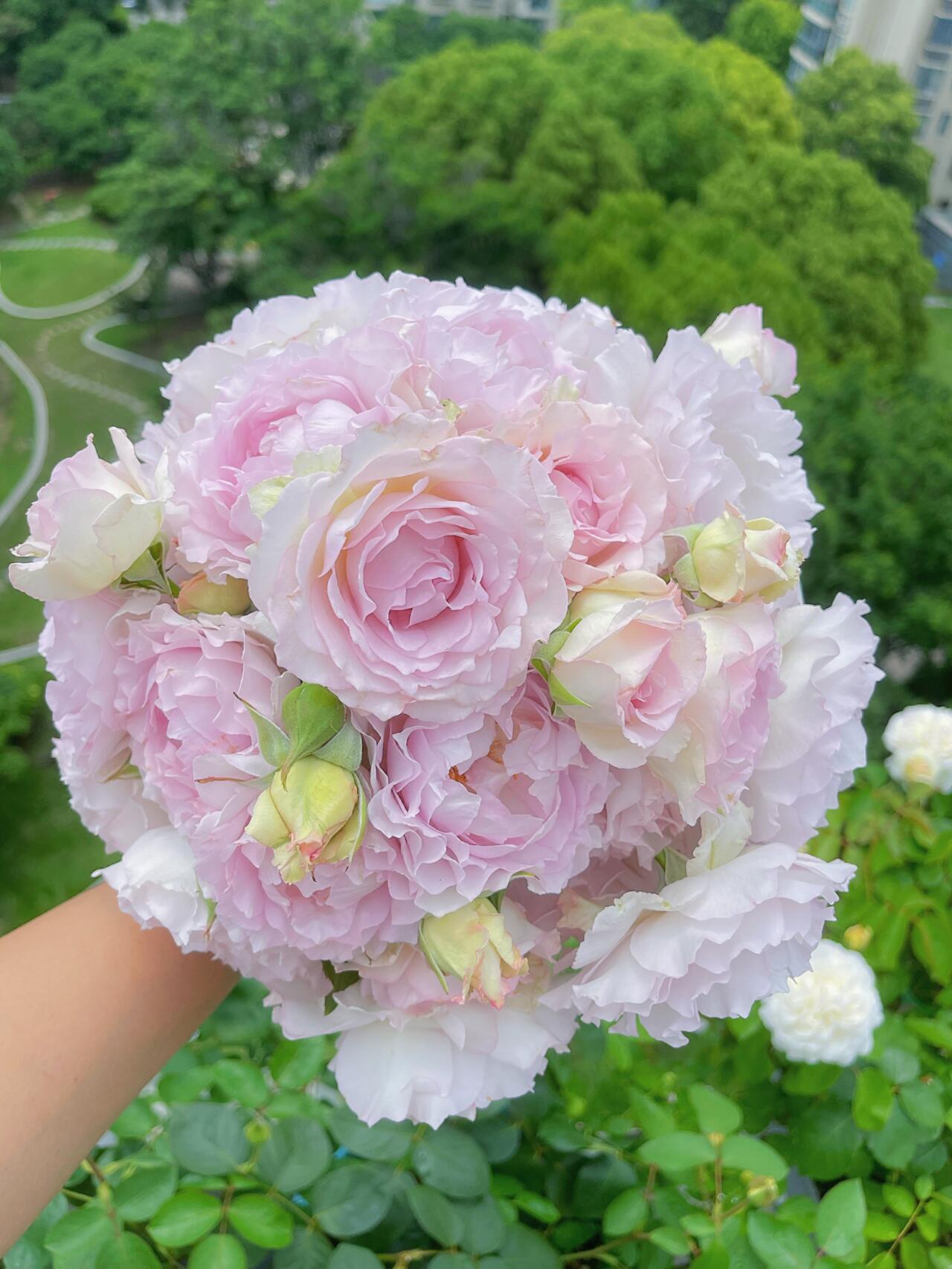 Rose【Lu Ning Xiang｜露凝香| Dew Serenade】- 1.5Gal OwnRoot LivePlant| Heat Resistant| Redolent| Less-Thorns| Dreamy| Highly Recommended| New 2022