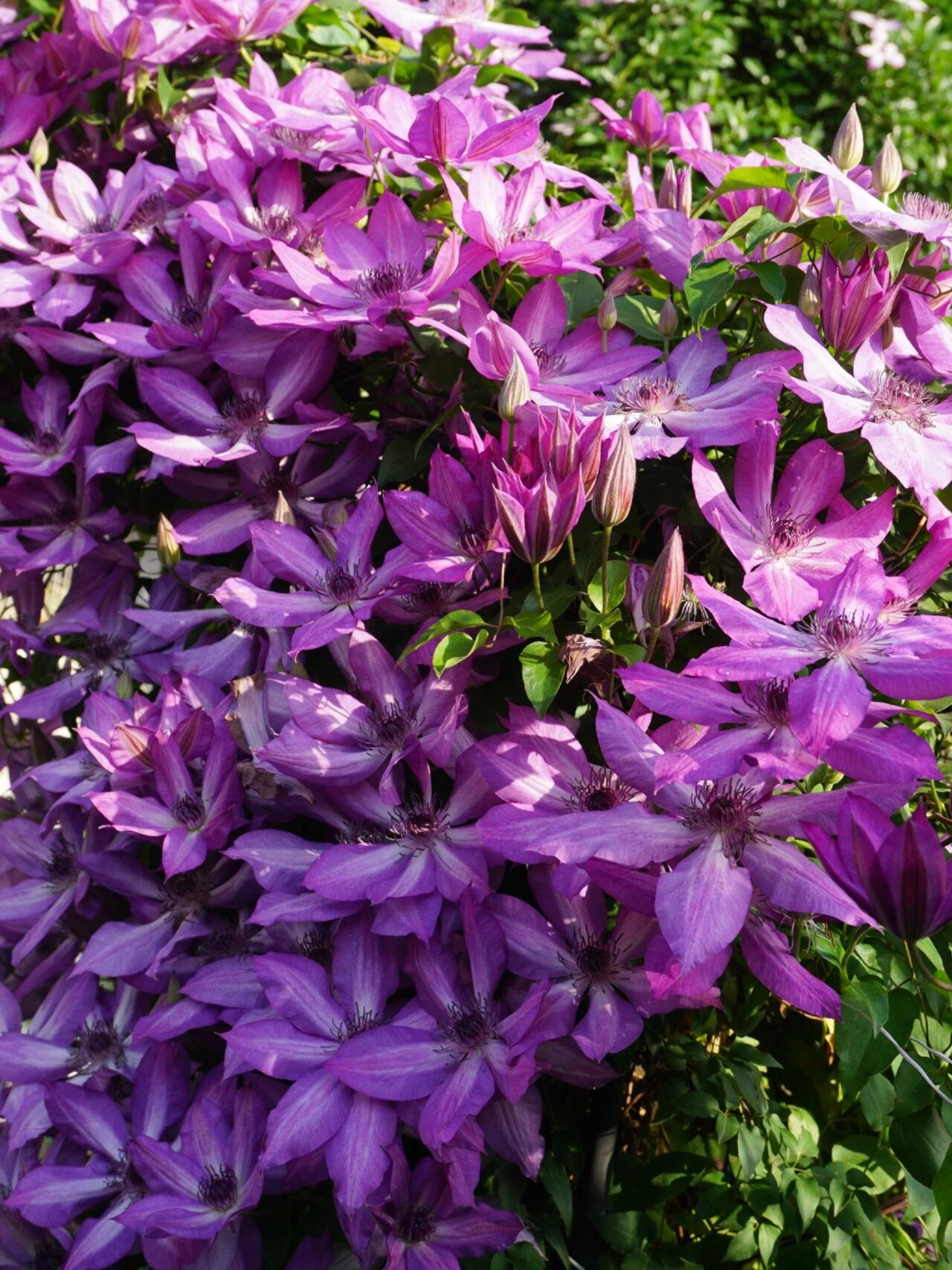 Clematis【Lizard｜トカゲ 】- LivePlant｜蜥蜴| Large Flowering| Cold Hardy| Fast-Growing| Flower Waterfall| Perennial| Pot Friendly| RareVine| Archway