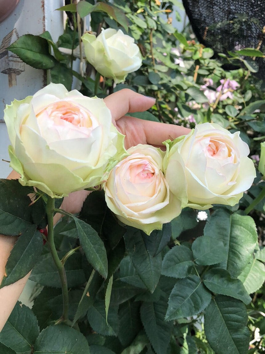 Rose【ArmureBlanche｜アルヌワブラン】-1.5 Gal OwnRoot LivePlant｜幻彩 ｜Japanese Rare Rosa