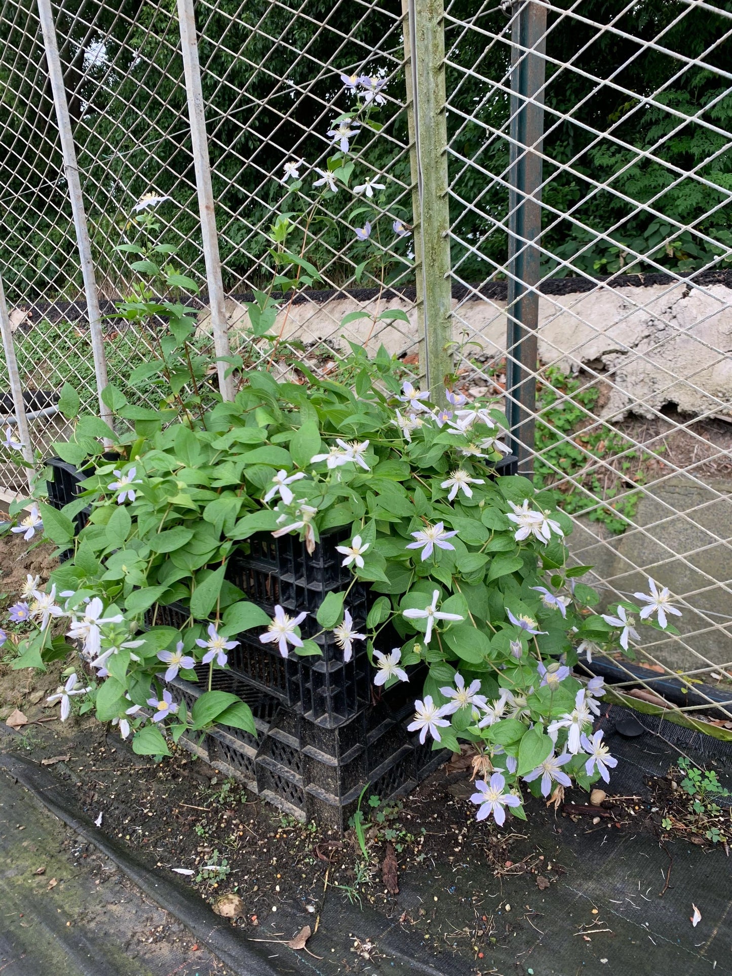 Clematis【Milky Way】-Live Plant｜银河系