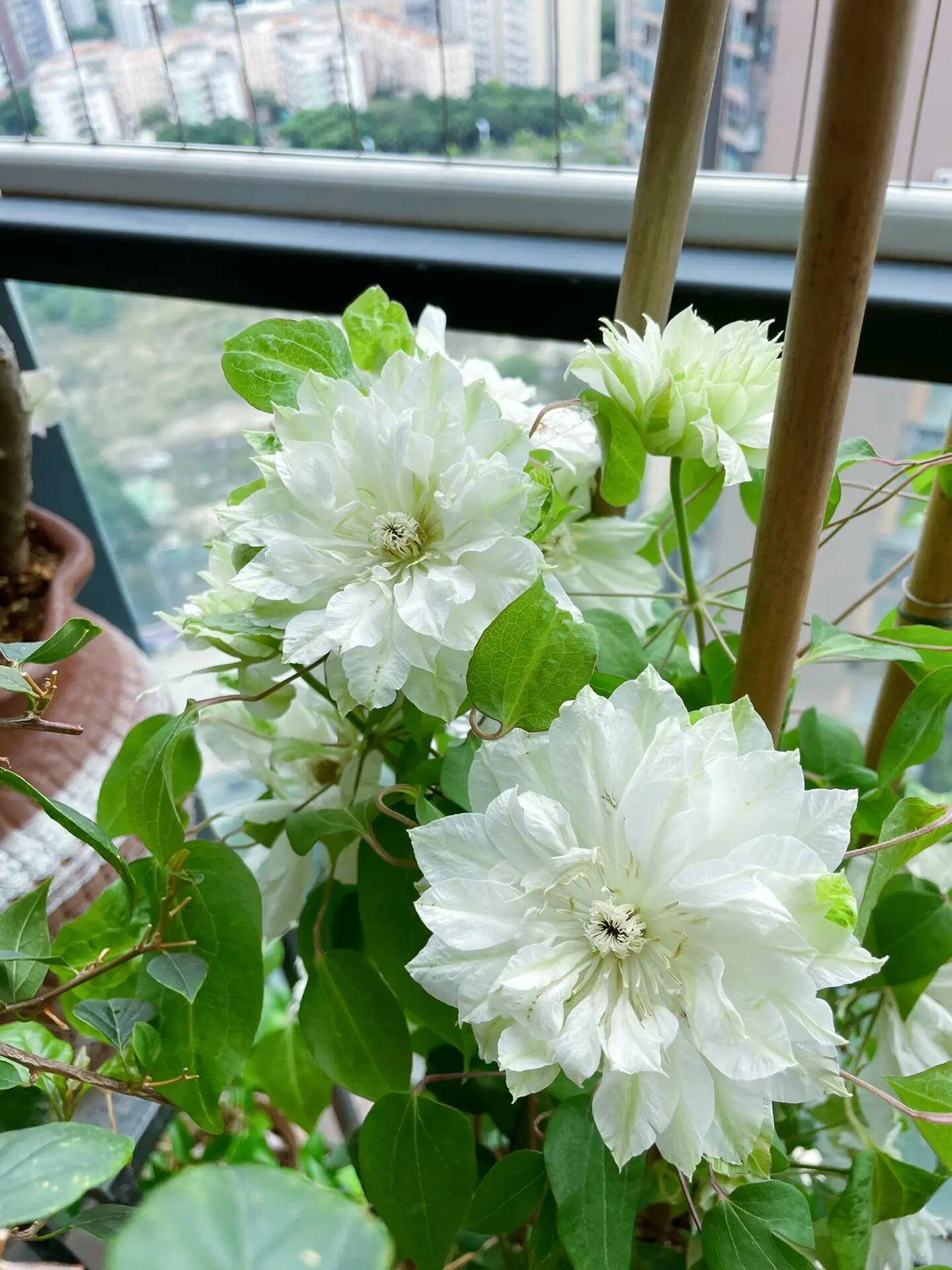 Clematis【Shiko Yukiokoshi｜ゆきおこし】- LivePlant｜雪妆 |Rare Japanese Double-flowered| Cold Hardy| Perennial| Pollinator Friendly| Fast-Growing