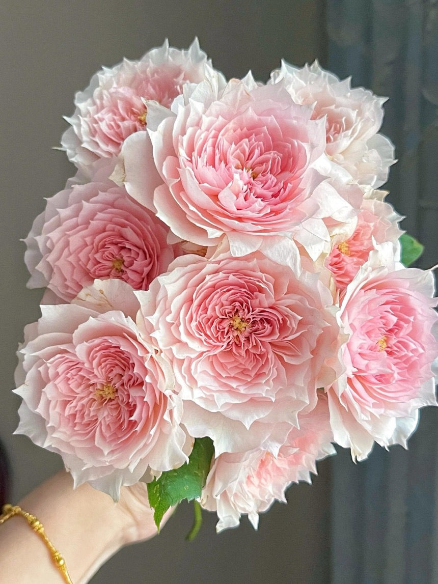 Rose【Monique Darve】1.5 Gal OwnRoot | Strong Disease Resistance| Strong Upright Flowers| Long flowering period| Bloom Repeatedly|莫妮卡戴维