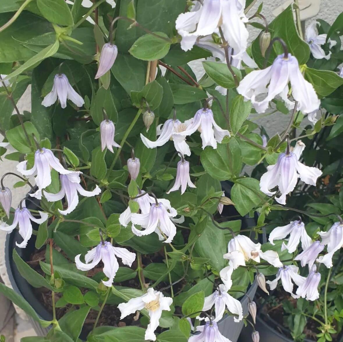 Clematis【Twinkle】- LivePlant｜Clematis Integrifolia 闪烁｜Cold hardy｜Cut Flower