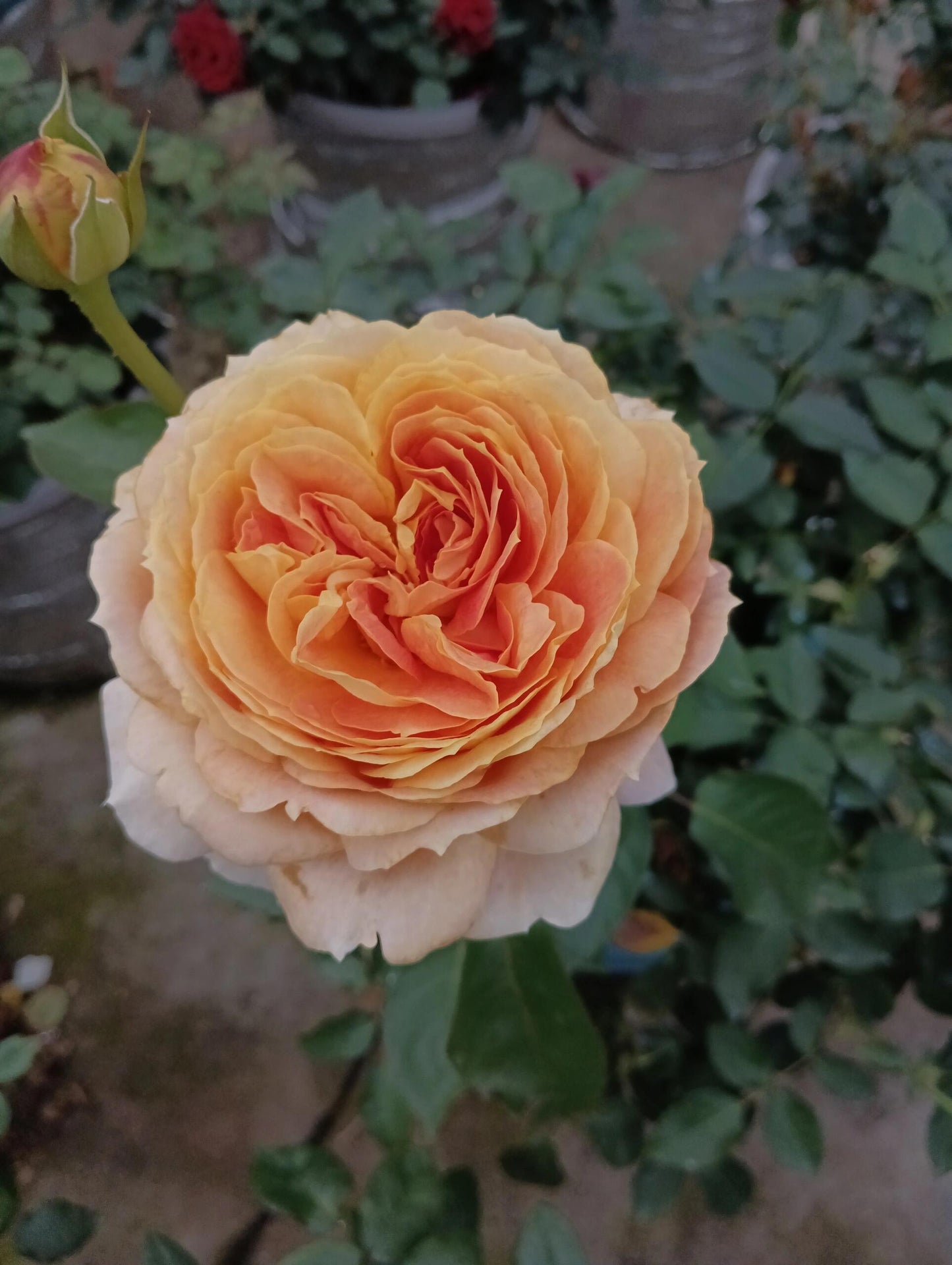 Rose【Caramel Antike】-OwnRoot LivePlant｜Large Bloom｜焦糖古董| Heat Resistant| Flawless| Less Thorns| Floribunda| Redolent| Sunshine Rose