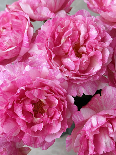Rose【Yves Splash｜イヴスプラッシュ】- 2Gal Grafted-LivePlant| Rare Japanese Perfumed Rose| 伊芙飞溅| Award-winning| Stripes Yves| Peony Bloom