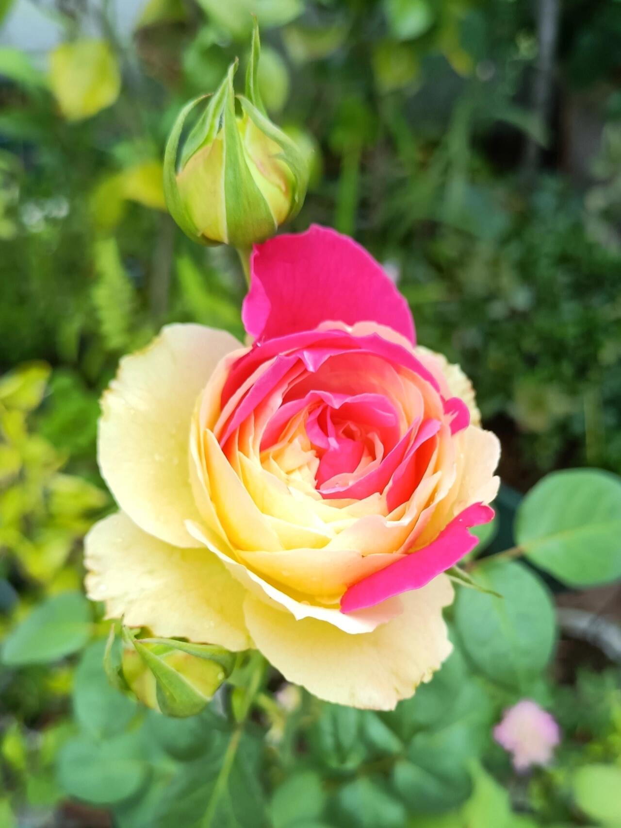 Rose【Fugetsu｜ふうげつ】-Surprise Rosa|  风月| Heat Resistant| Abundant Blooming| Less Thorns| Surprise rose| 風月| Balcony Rose