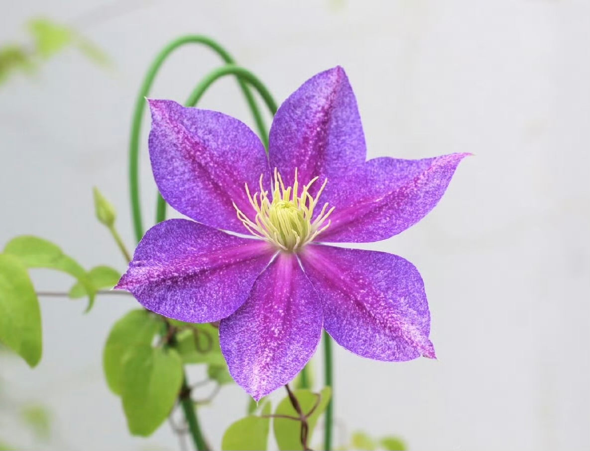 Clematis【Chameleon】- LivePlant｜变色龙｜Sandblasted Flowers