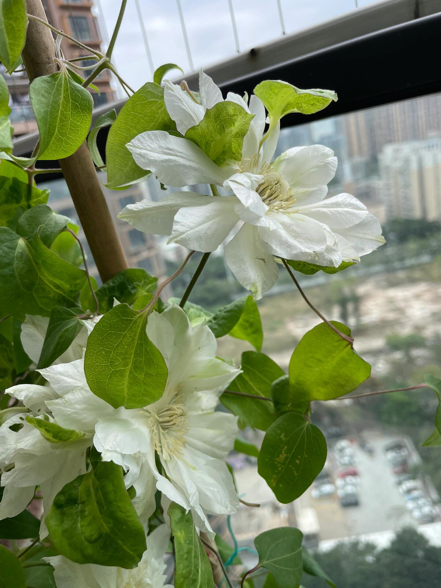 Clematis【Shiko Yukiokoshi｜ゆきおこし】- LivePlant｜雪妆 |Rare Japanese Double-flowered| Cold Hardy| Perennial| Pollinator Friendly| Fast-Growing