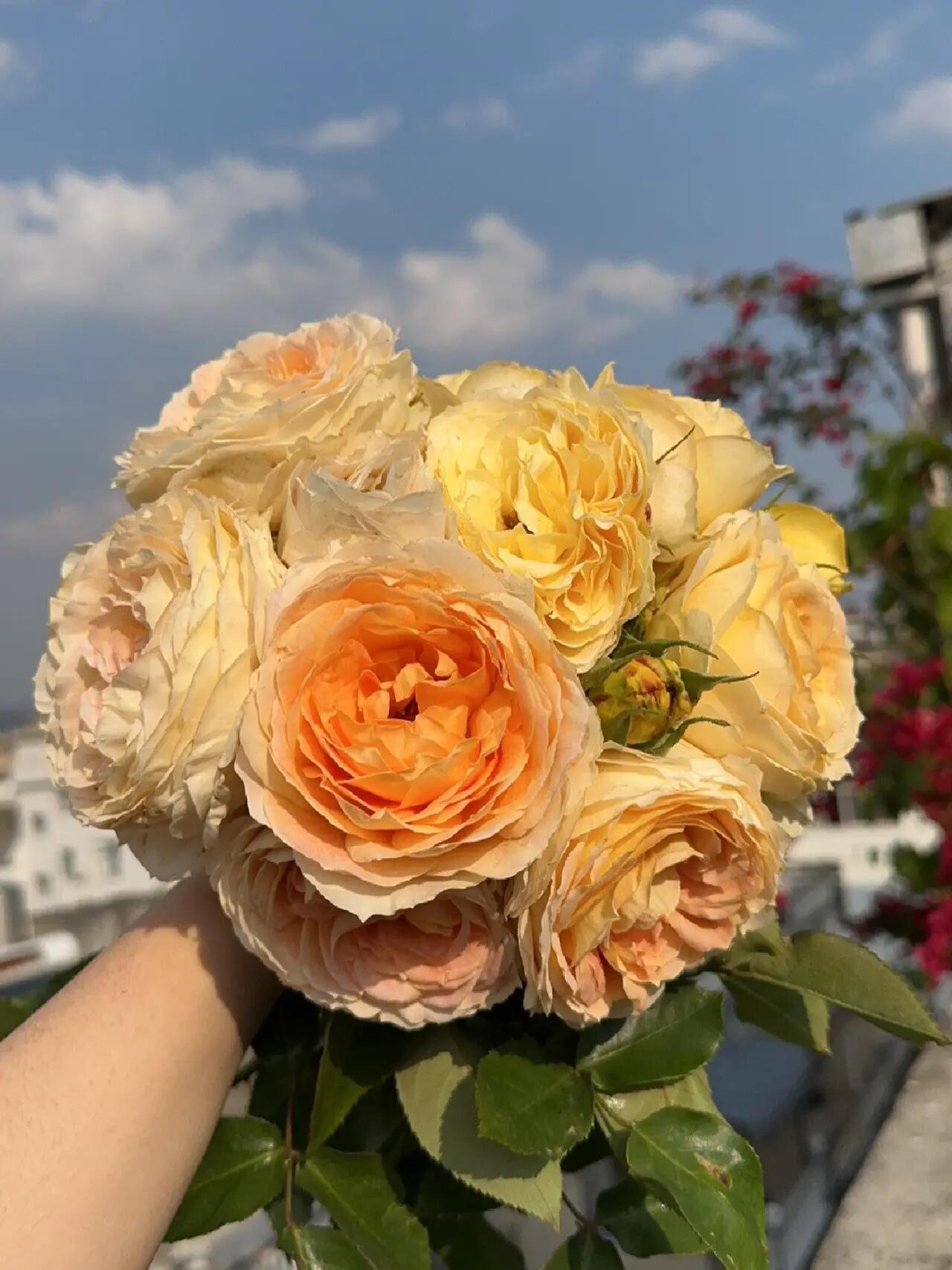 Rose【Caramel Antike】-OwnRoot LivePlant｜Large Bloom｜焦糖古董| Heat Resistant| Flawless| Less Thorns| Floribunda| Redolent| Sunshine Rose