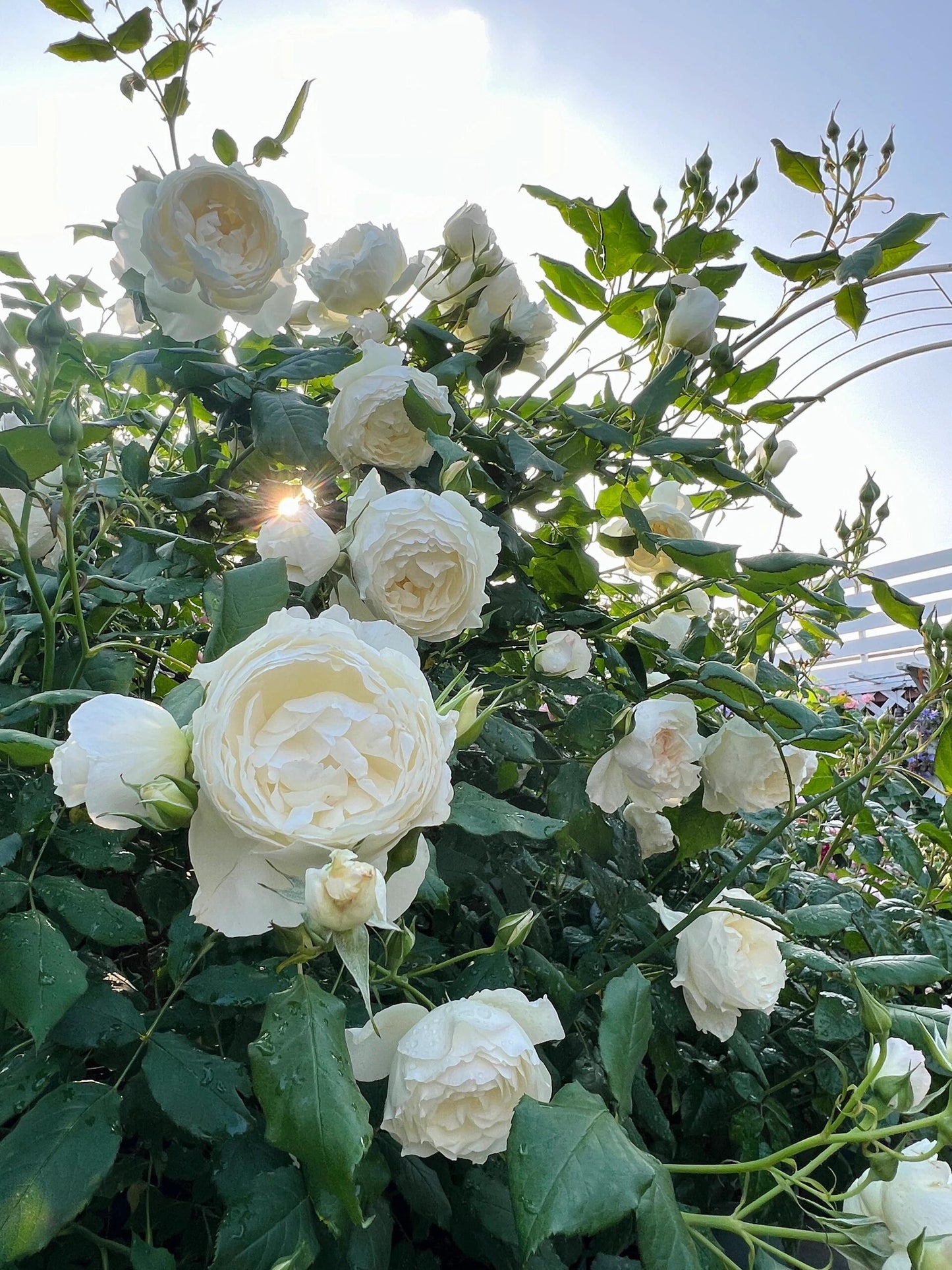 Rose【Shizuku｜しずく】-1.5Gal OwnRoot LivePlant｜心之水滴| Extended vase life| Long florescence | Prolific blooming| Floribunda Rose| Everbloomer