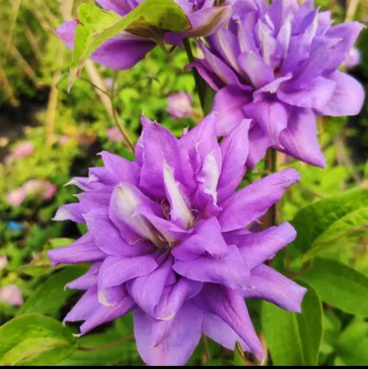 Clematis【Matsuri Daiko｜祭り太鼓】- LivePlant｜花太鼓｜Bluish-purple double blooms