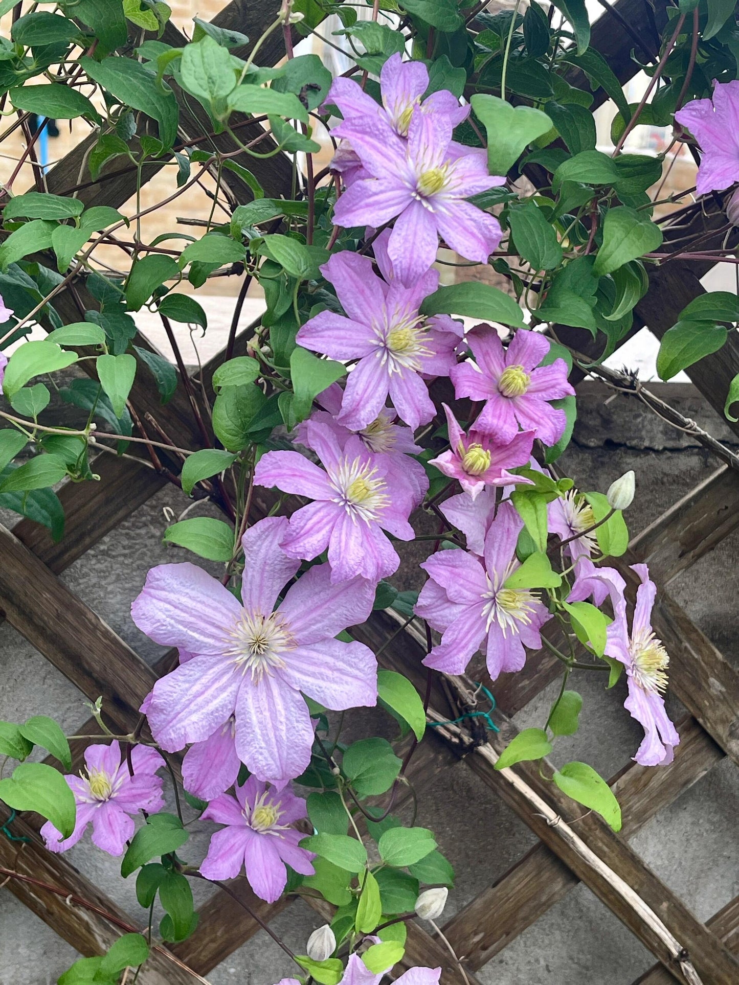 Clematis【Comtesse de Bouchaud】- LivePlant｜包查德 女侯爵｜Cute Flower