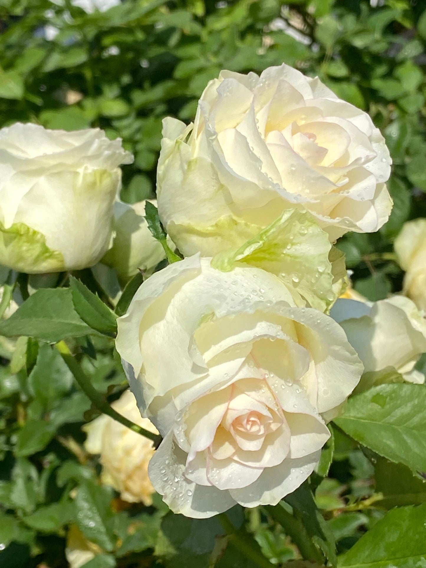 Rose【White Jumilia】- 1.5 Gal OwnRoot Live Plant｜白艾莎｜Sport varieties of the Jumilia rose｜Perfect New variety