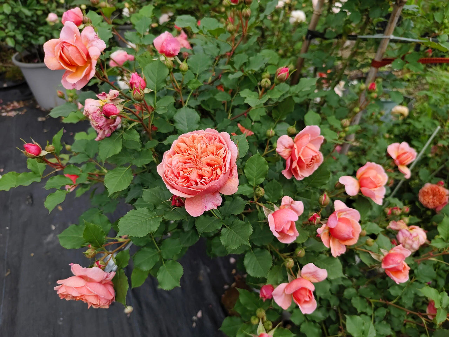 Rose【Silk Road｜シルクロード】- Japanese New Variety 2022｜丝绸之路 | Takunori Kimura｜Small Climbing & Shrubs| Excellent Resistance| Redolent