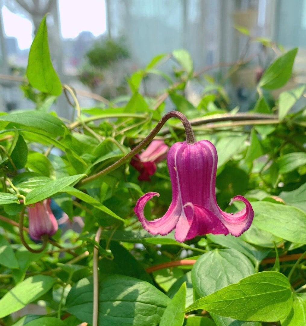 Clematis【Princess Red】- LivePlant｜绯红公主｜Purple-Pink Bell-Shaped Blooming｜