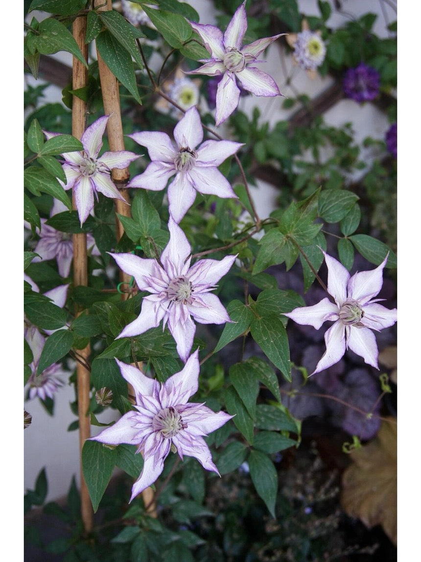 Clematis【Lady Kyoko | レディ・キョウコ】 -9P Live Plant- Japanese Rare Clematis| Pre-Order - Ships Oct 1st Week| 恭子小姐 | 新旧両枝咲き|