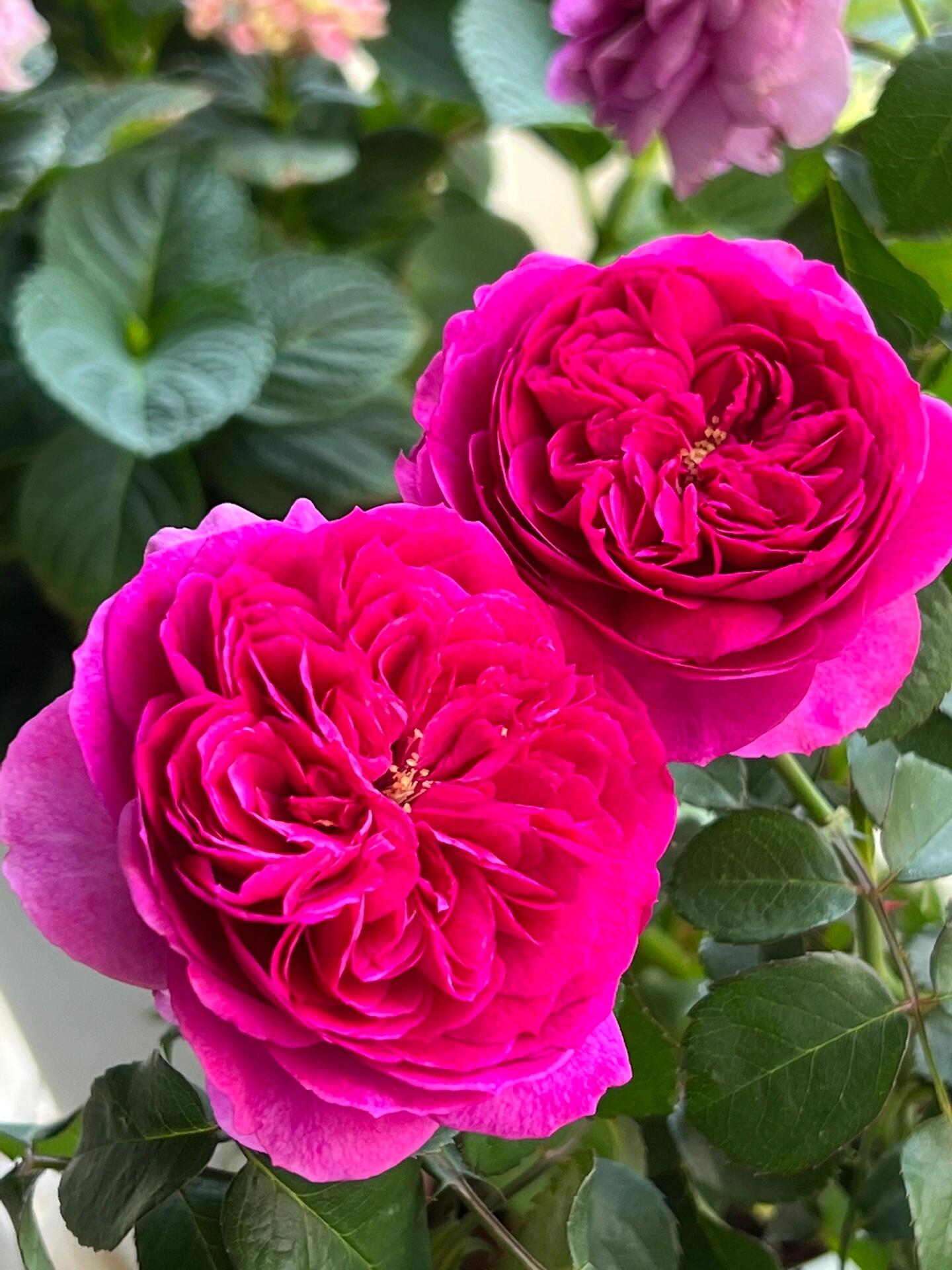 Rose【Ci Xuan| 慈萱| Serene Grace】- Rare New Variety 2020｜Popular|Tian Lang | Large Bloom｜Perfumed| Floribunda Rose| Strong Growth| Everbloomer