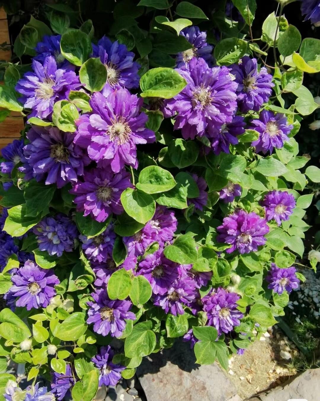 Clematis【Kiri Te Kanawa】- LivePlant｜Purple Double flowering｜卡瓦娜