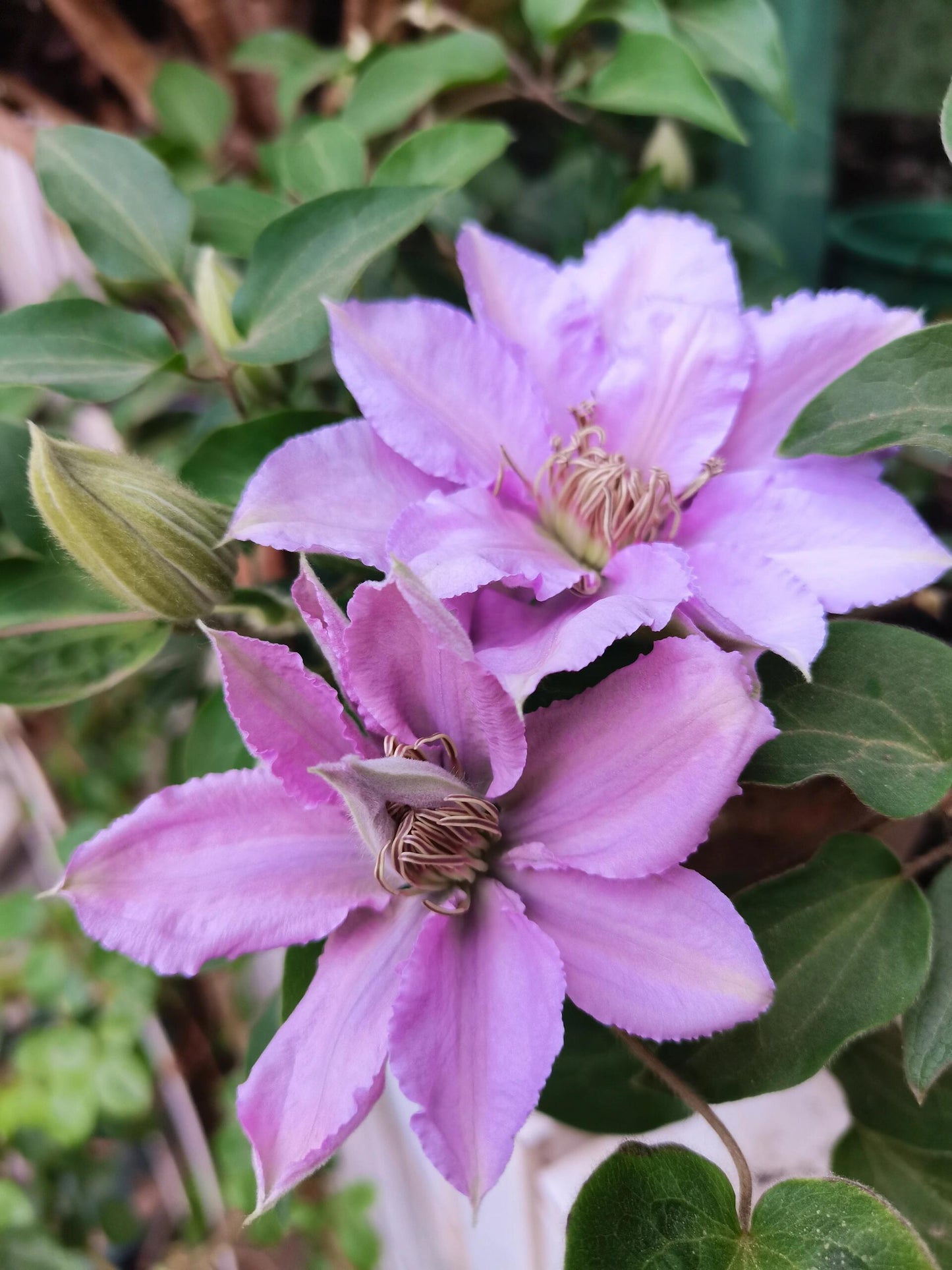 Clematis【Filigree】- LivePlant｜金银丝/ 故里｜Dwarf Clematis