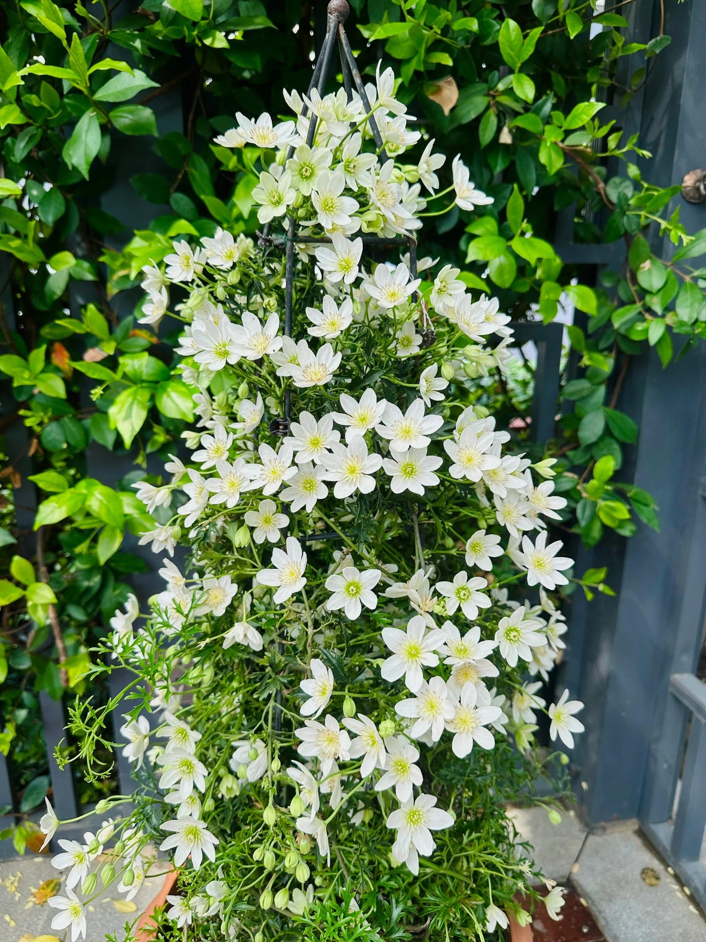 Clematis【Joe】- Liveplant｜银币｜Popular Floral waterfall